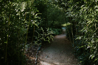 A winding dirt path through a dense green forest.