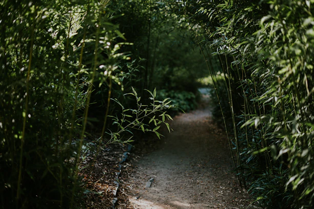 A winding dirt path through a dense green forest.