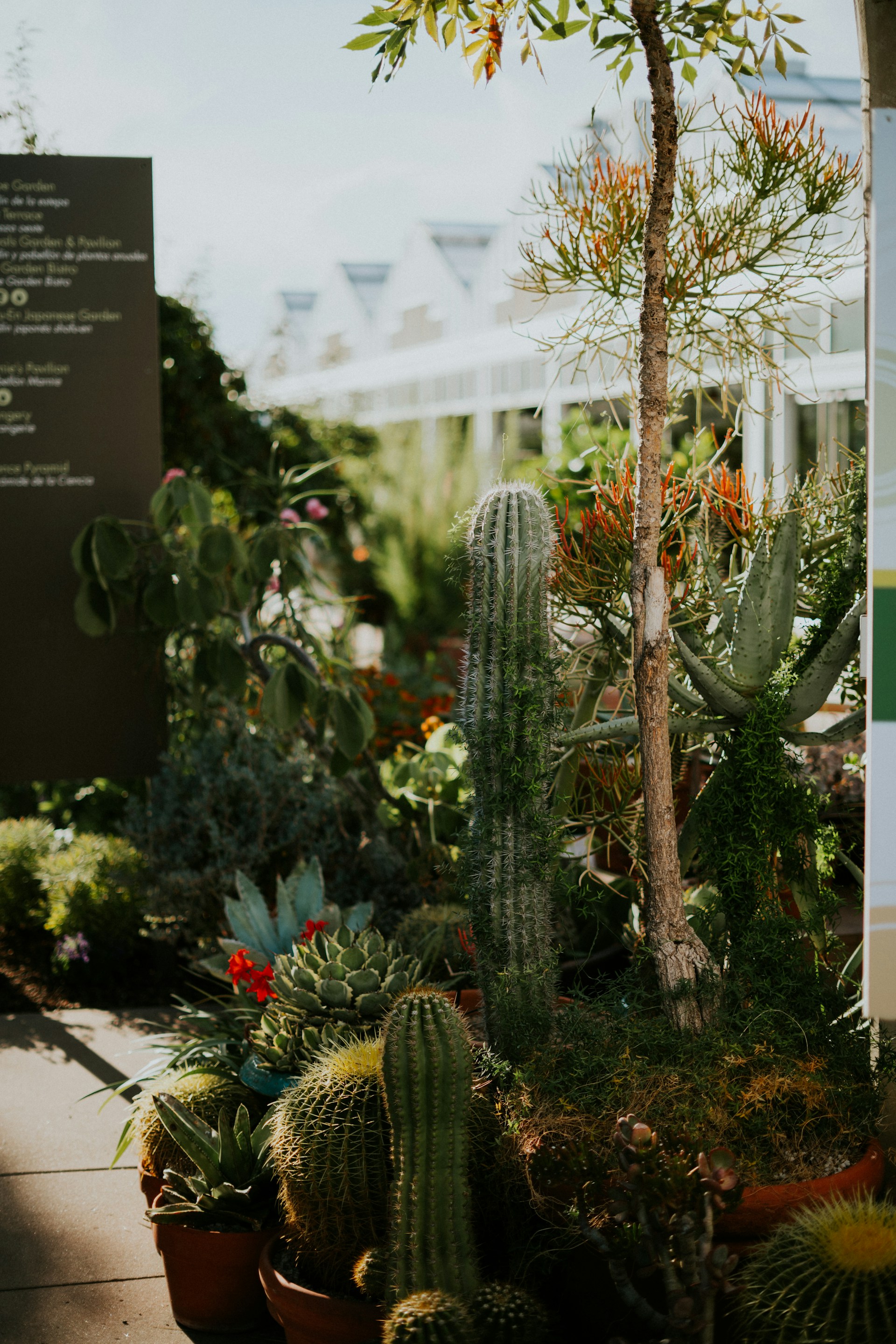 Variety of cacti and succulents in a garden setting.