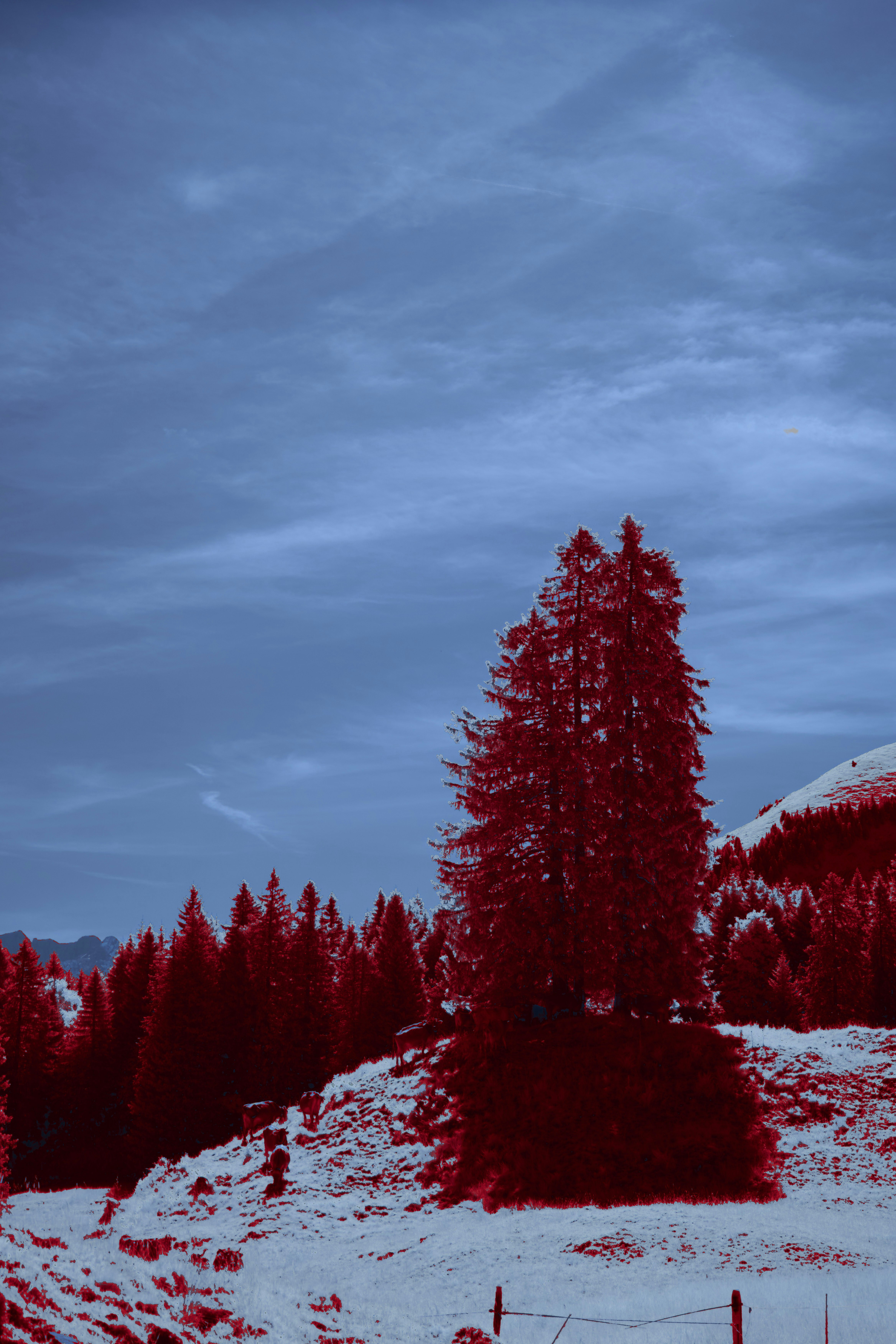 Photo by wolfgang_hasselmann