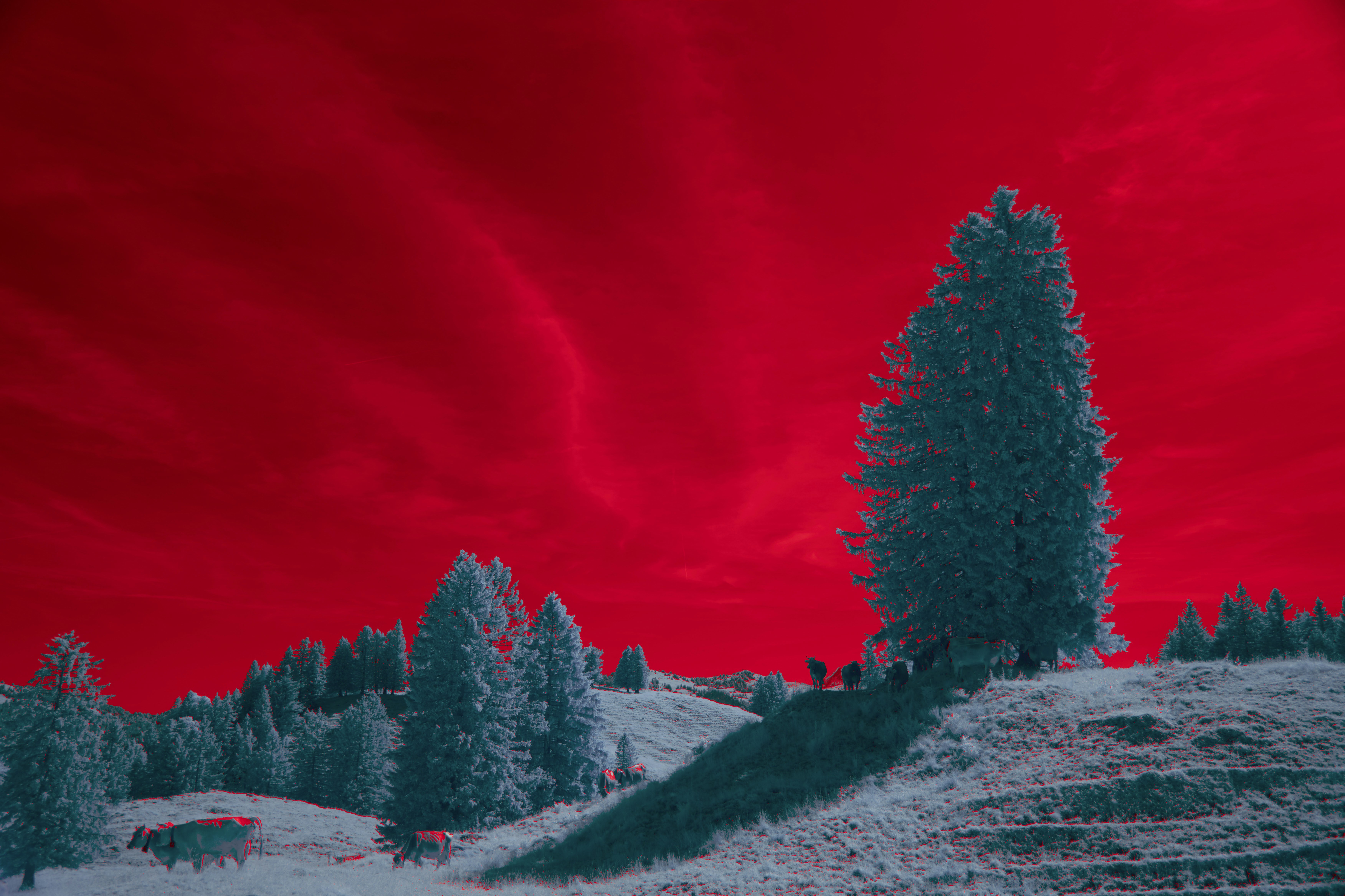 Photo by wolfgang_hasselmann