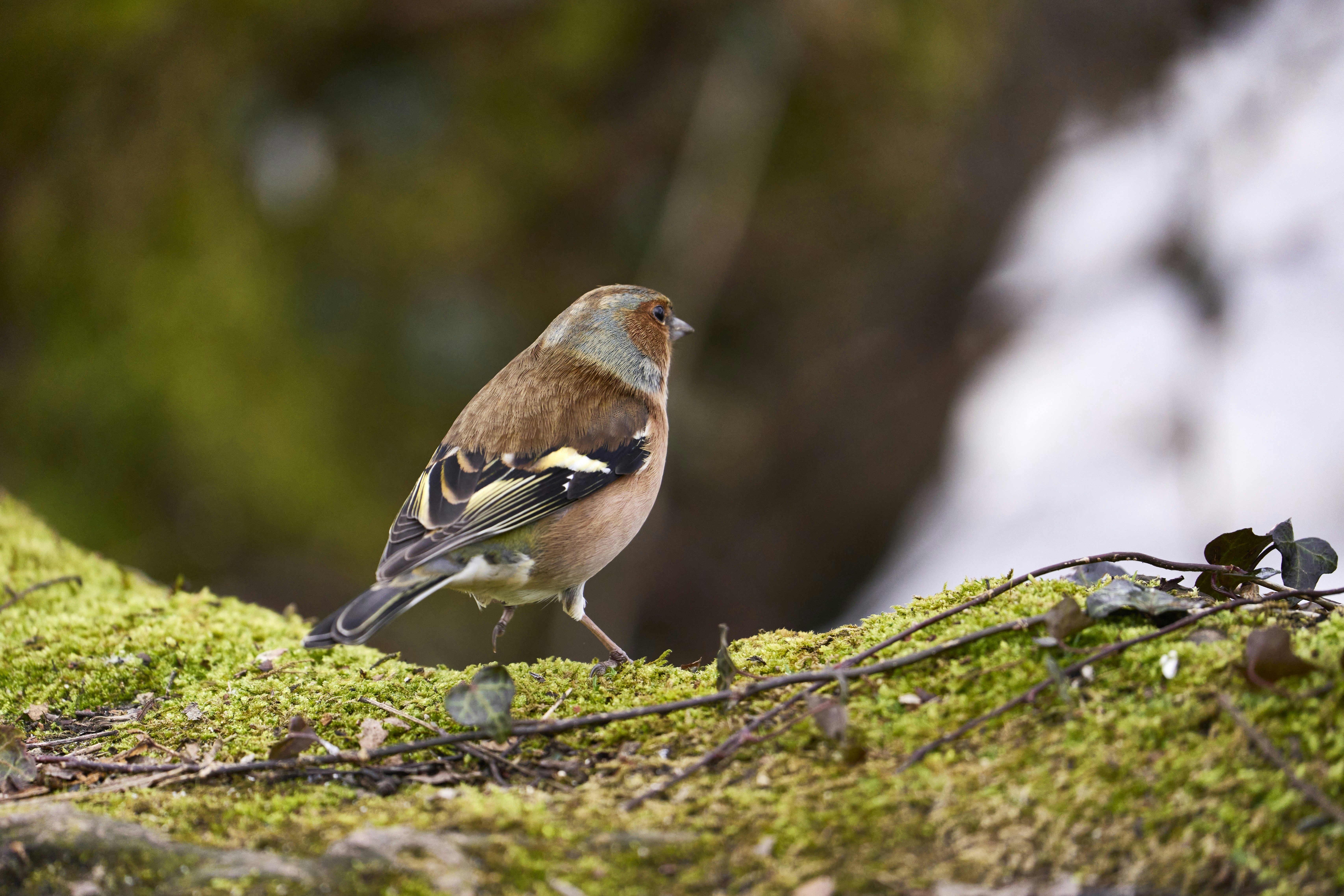 Photo by wolfgang_hasselmann