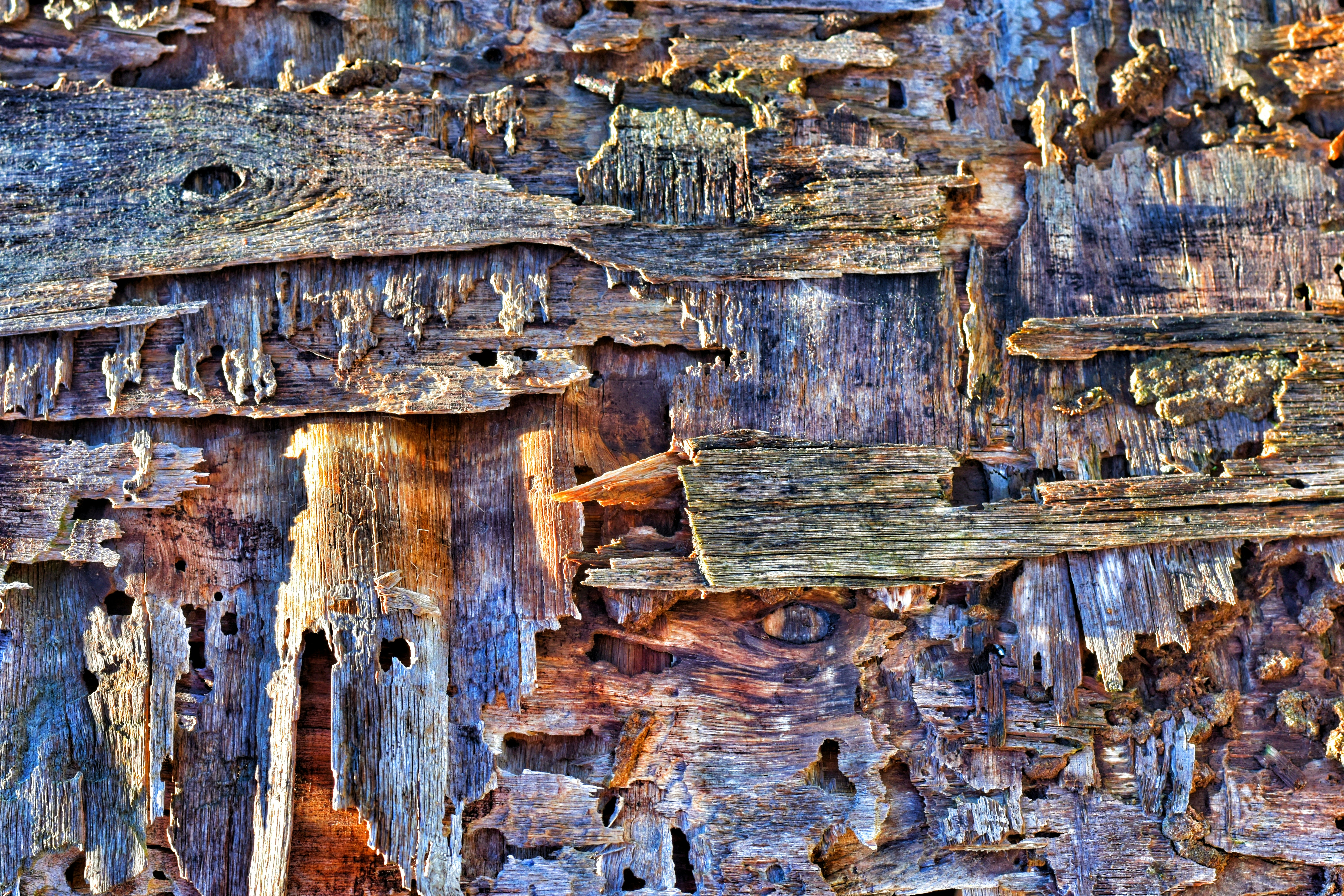 Weathered and decaying wood texture with holes