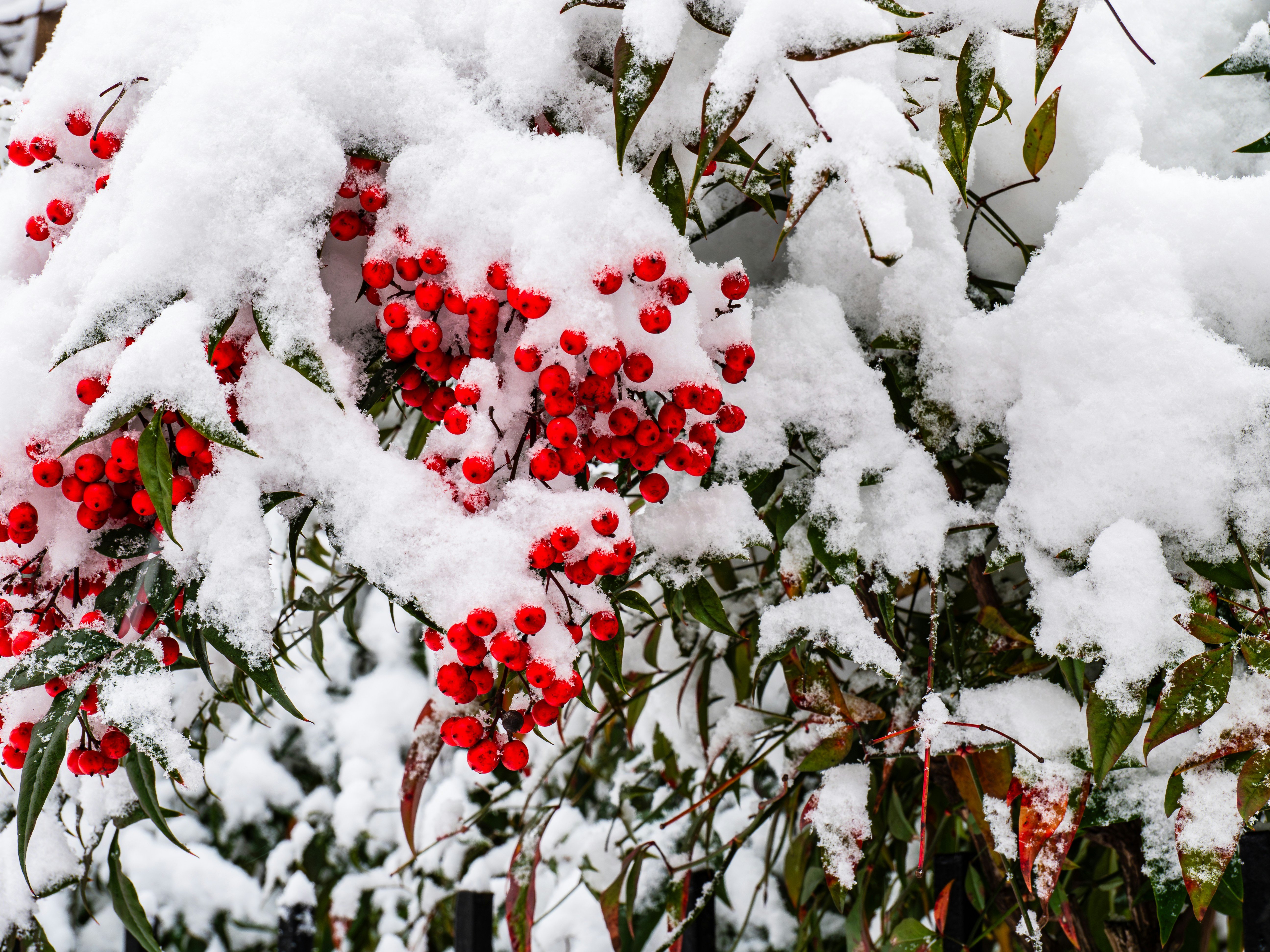 Photo by sschusterphotoart