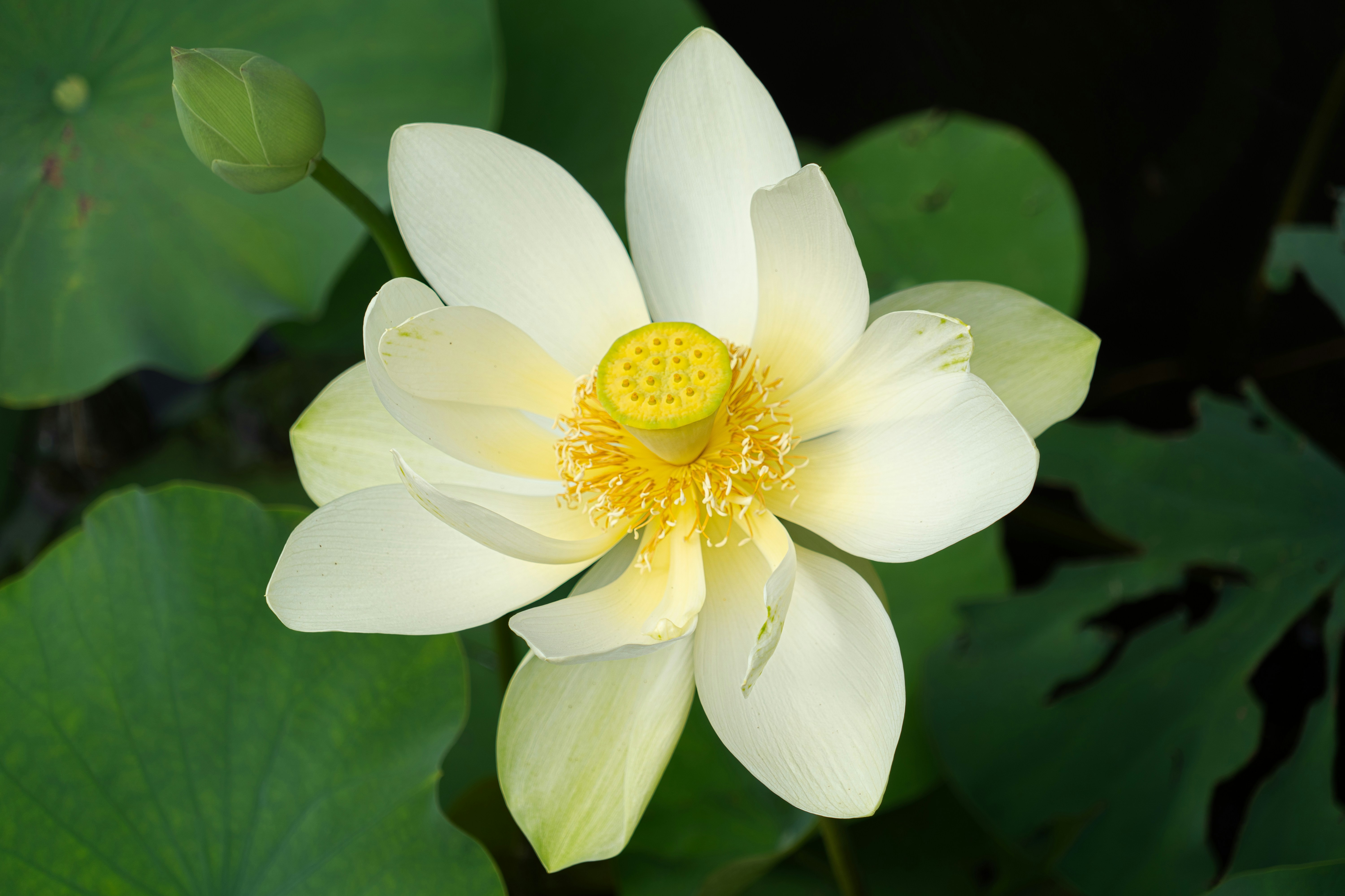 Une fleur de lotus blanche avec un centre jaune.