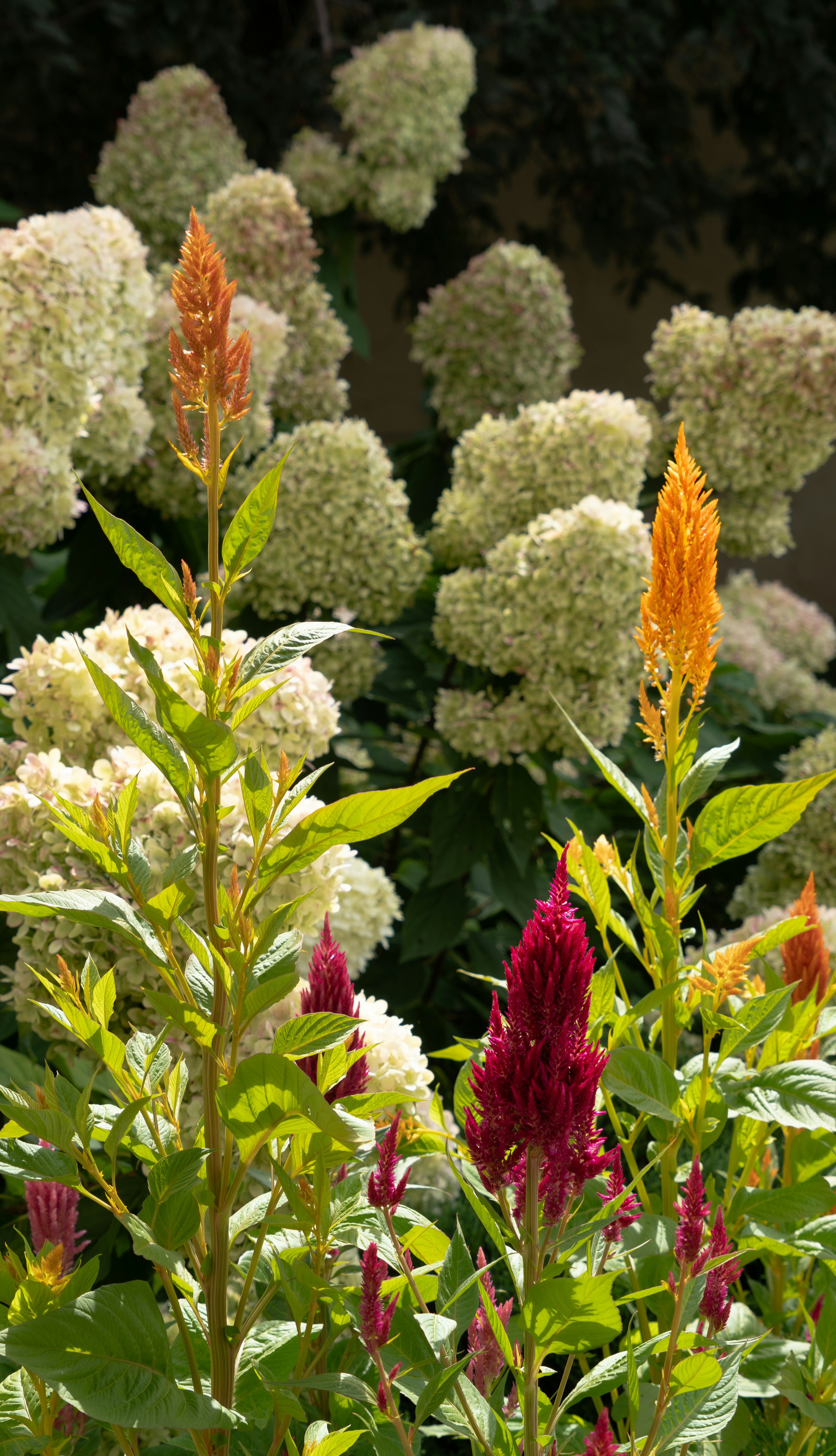 Colorful celosia flowers associated with the 29th wedding anniversary