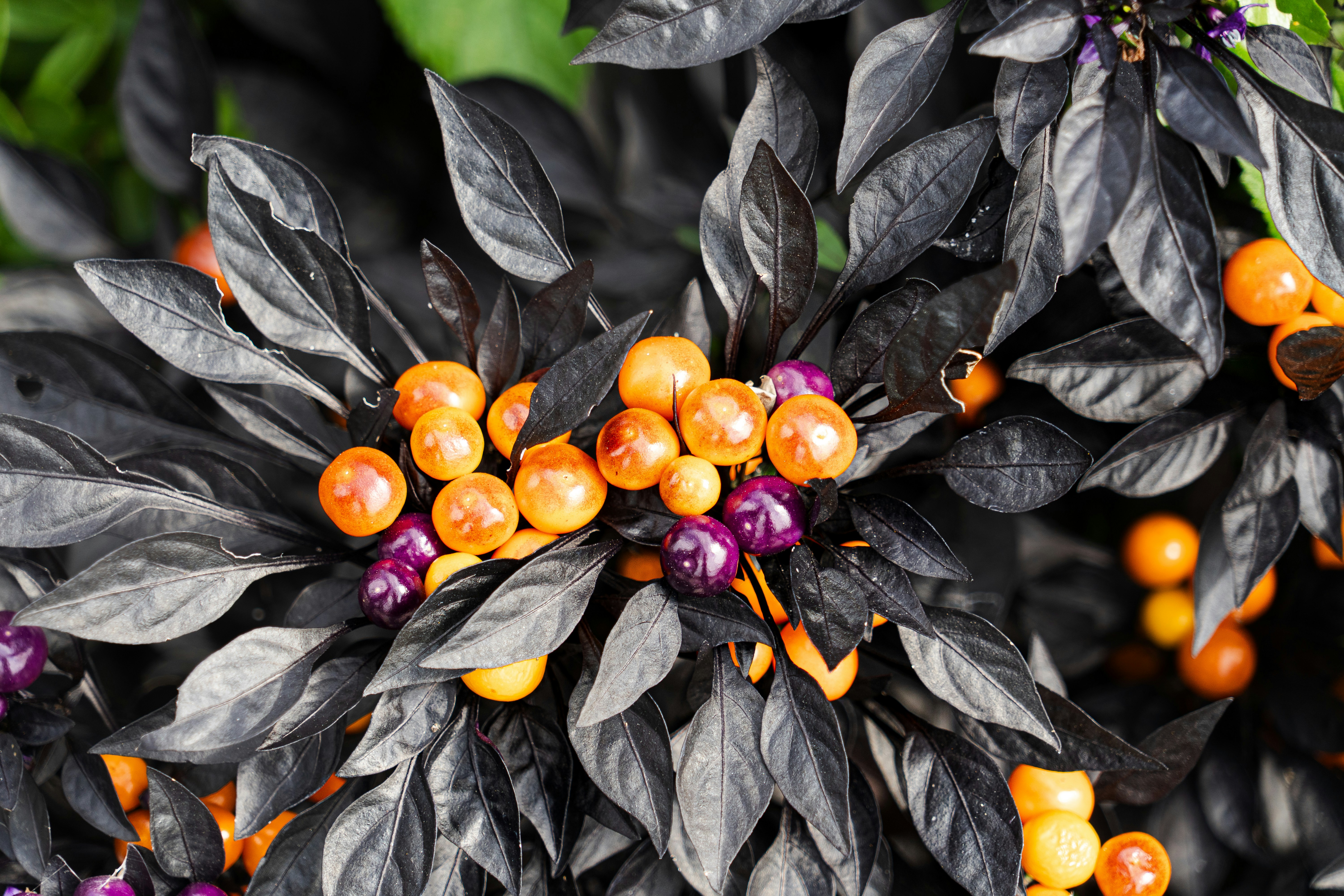 Feuilles sombres avec des poivrons orange et violets
