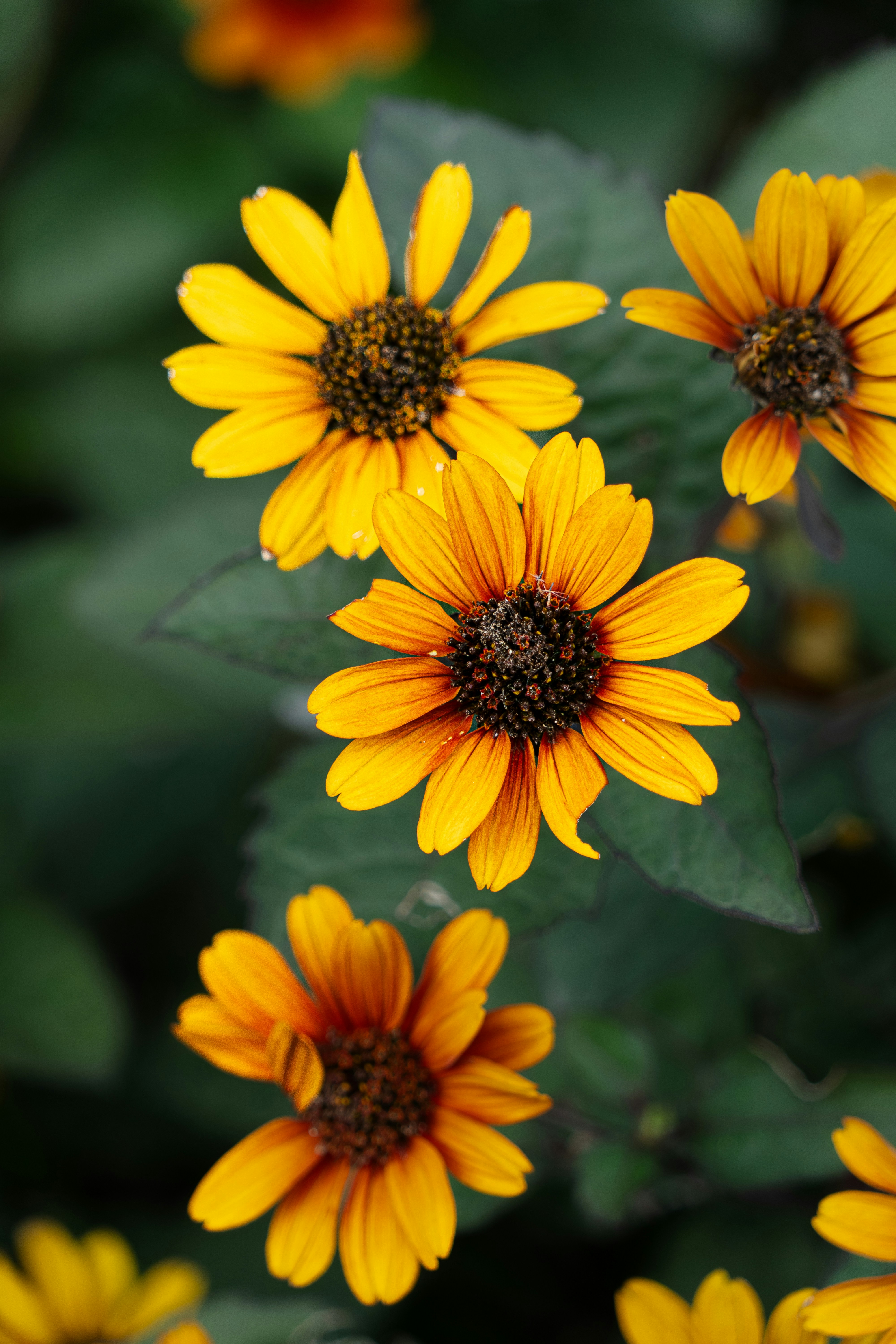 Des fleurs sauvages jaune vif s’épanouissent dans un feuillage vert luxuriant.