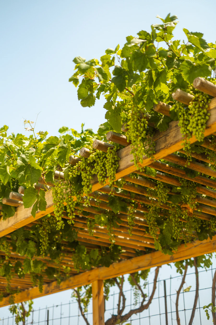 Raisins verts suspendus sur une pergola du domaine viticole Moraitis en Grèce