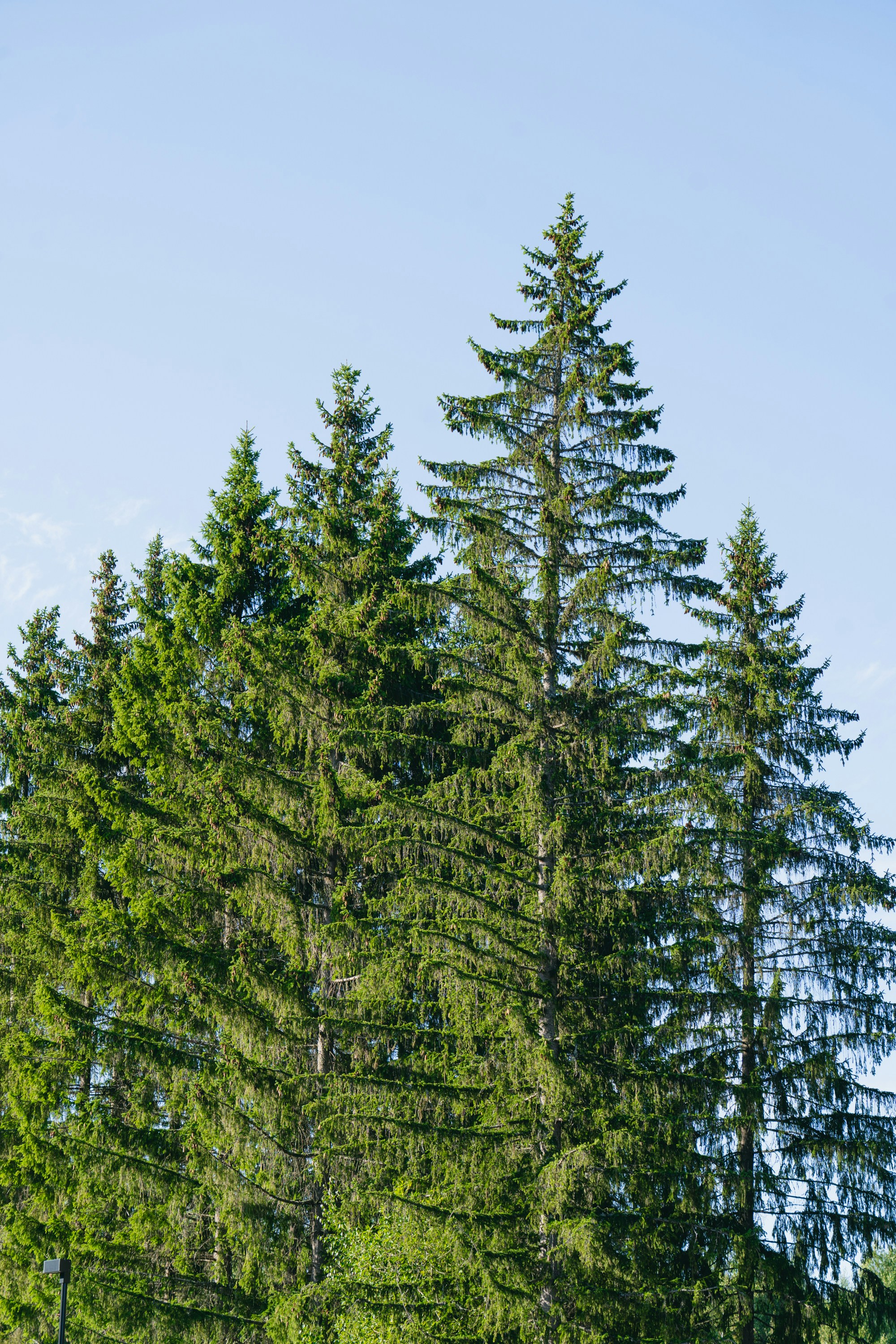 Tall evergreen trees against a clear blue sky.