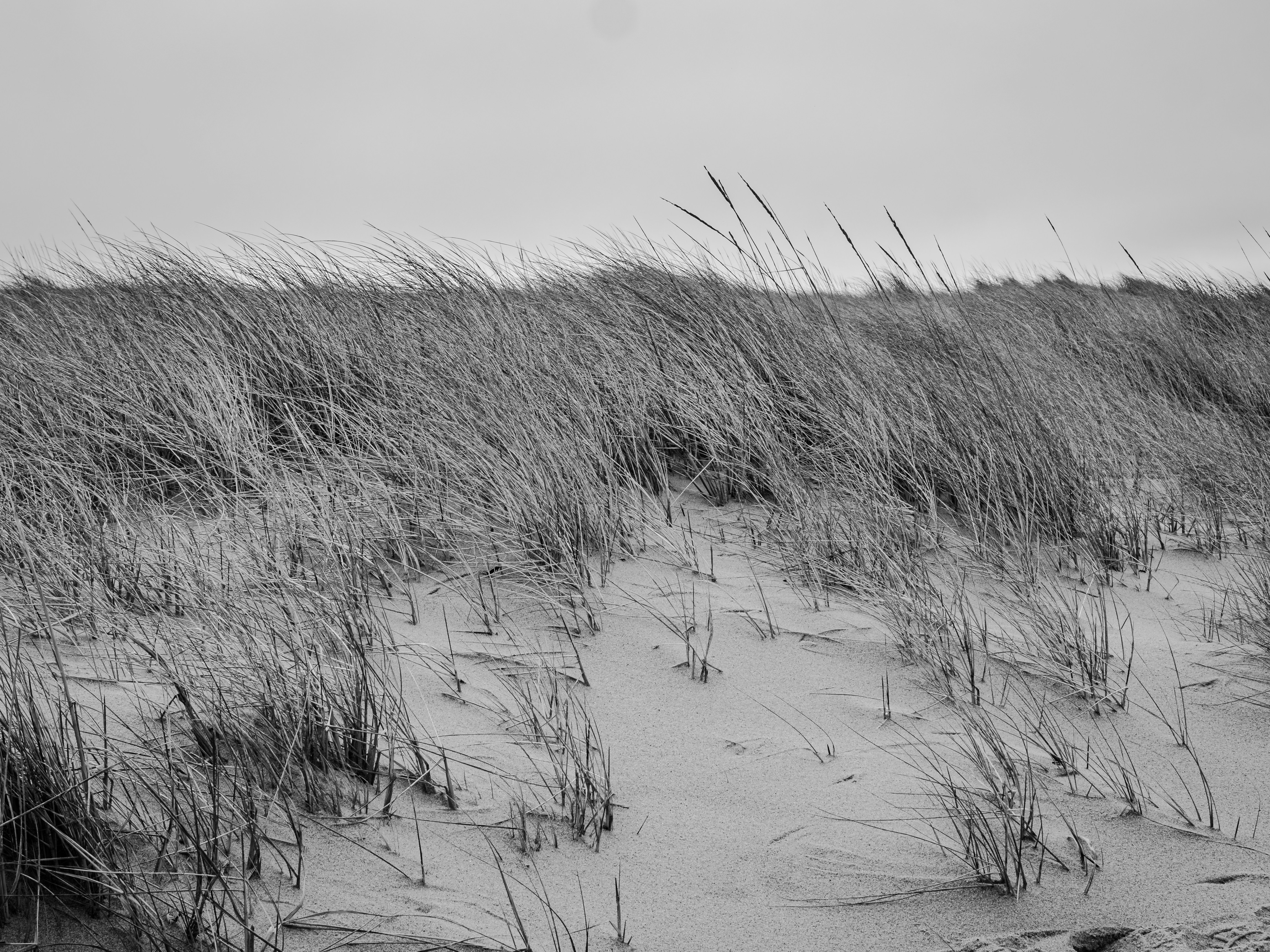 Photo by sschusterphotoart