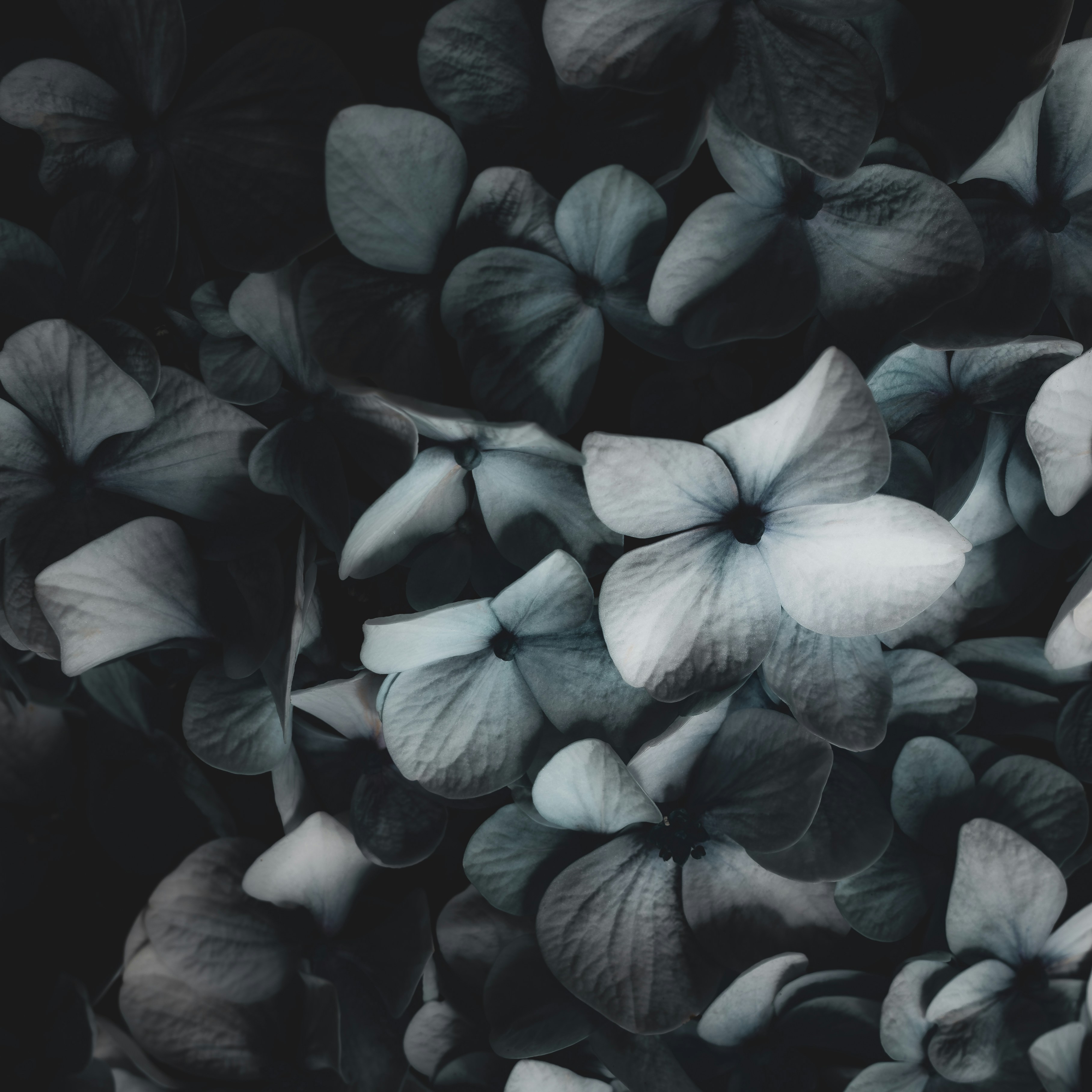 Photo by sschusterphotoart