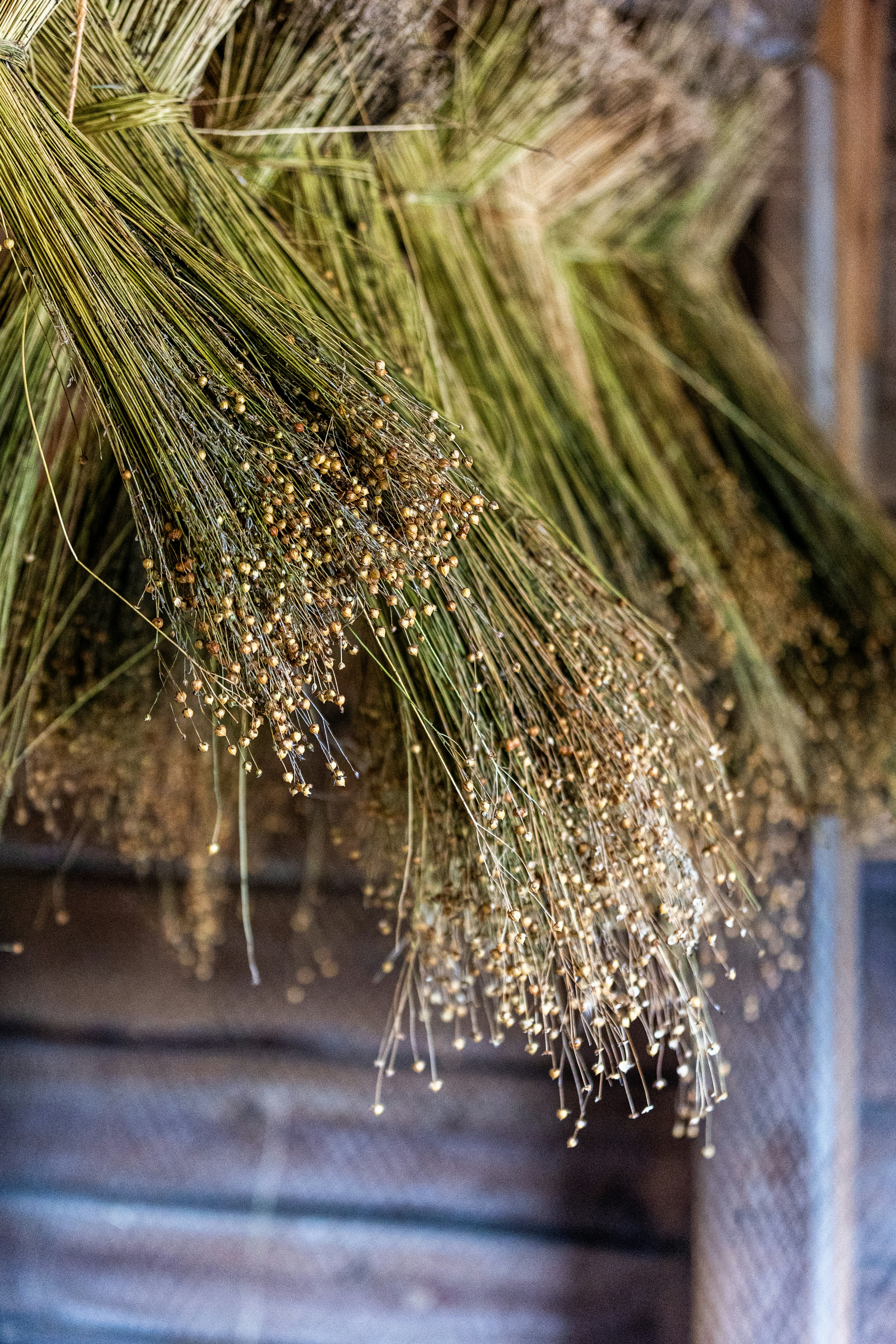 Bundles of dried flax plants hanging indoors.