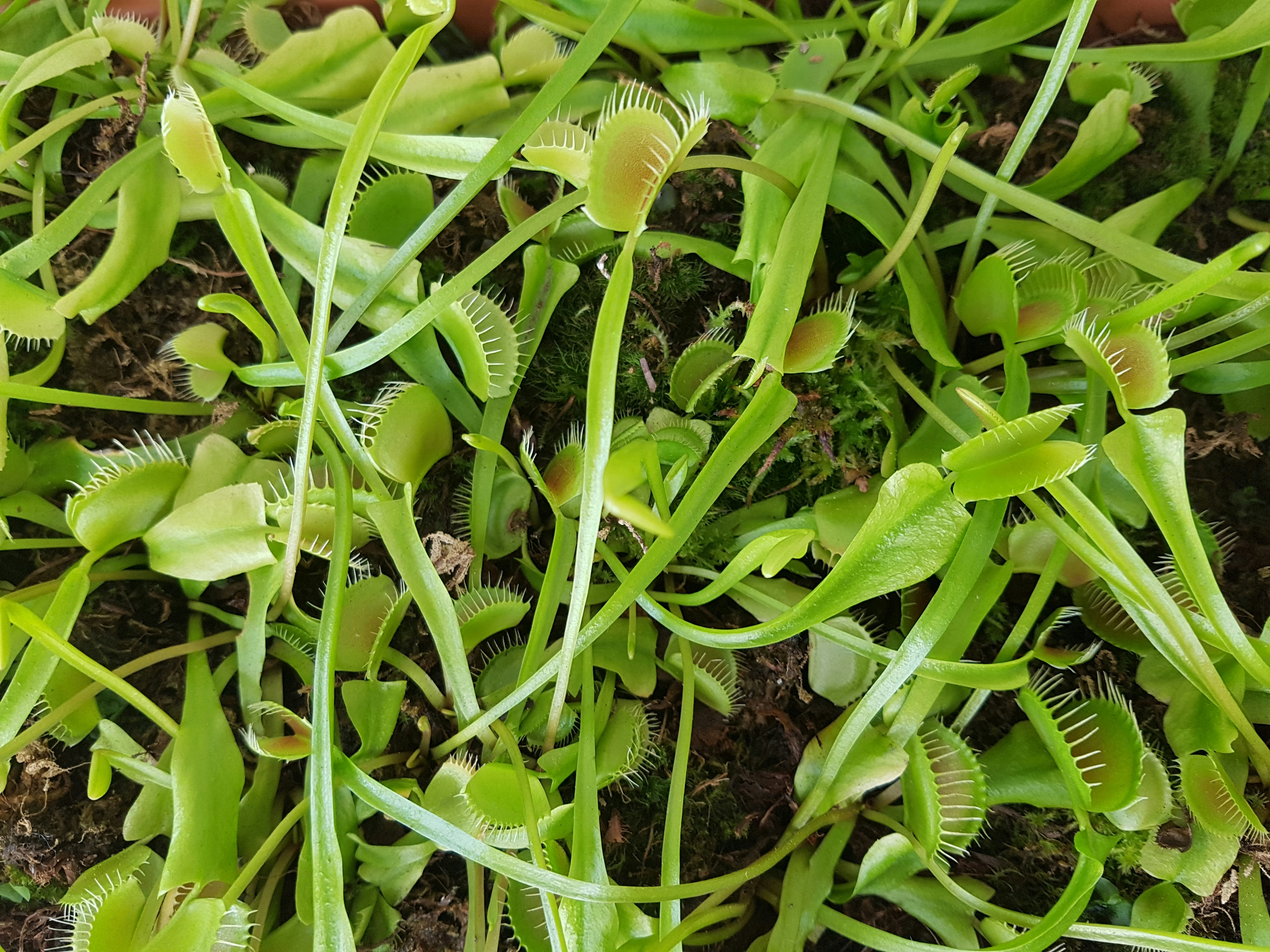 Un grupo de trampas para moscas de venus con trampas abiertas.