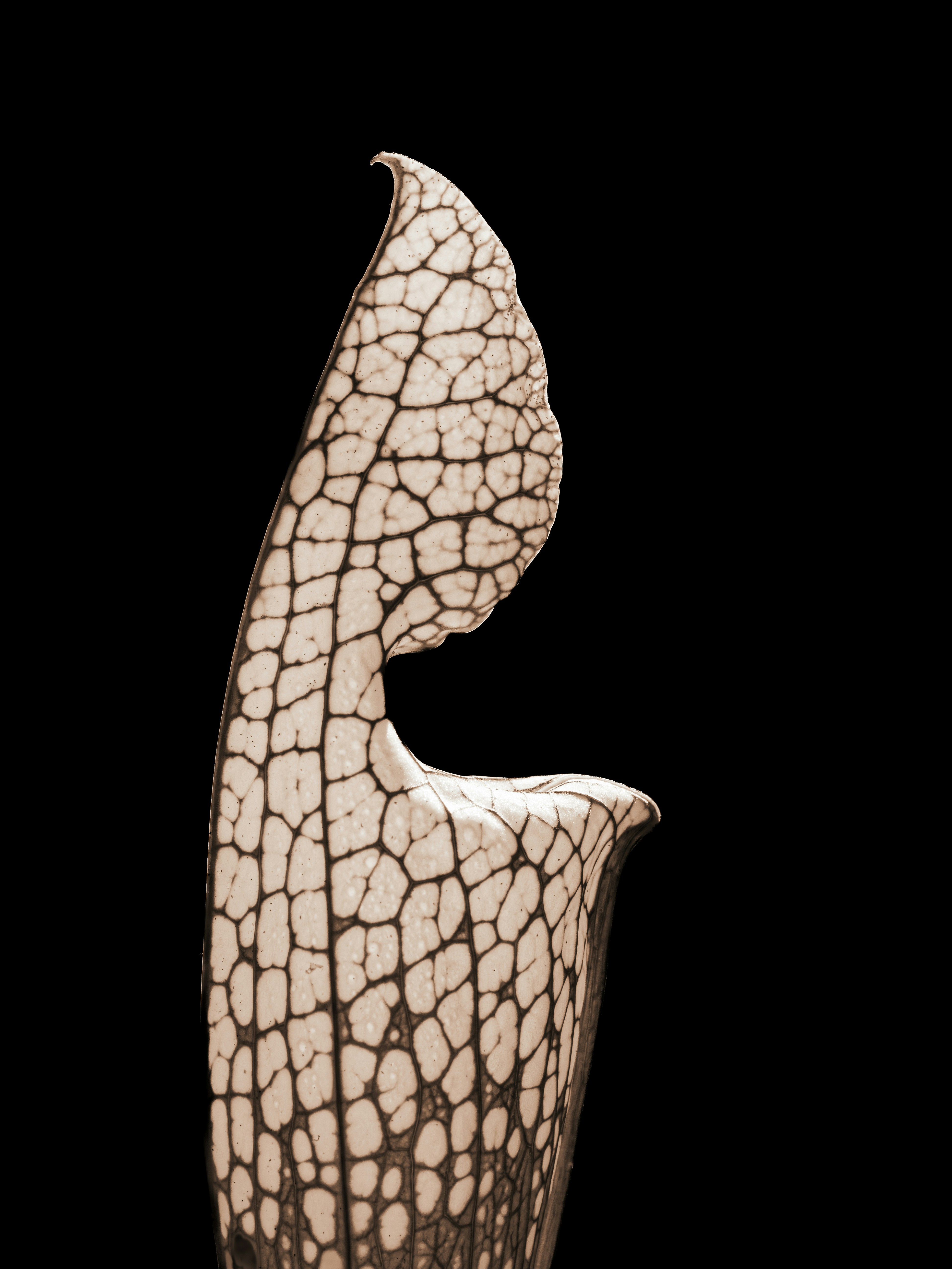 Photo by sschusterphotoart