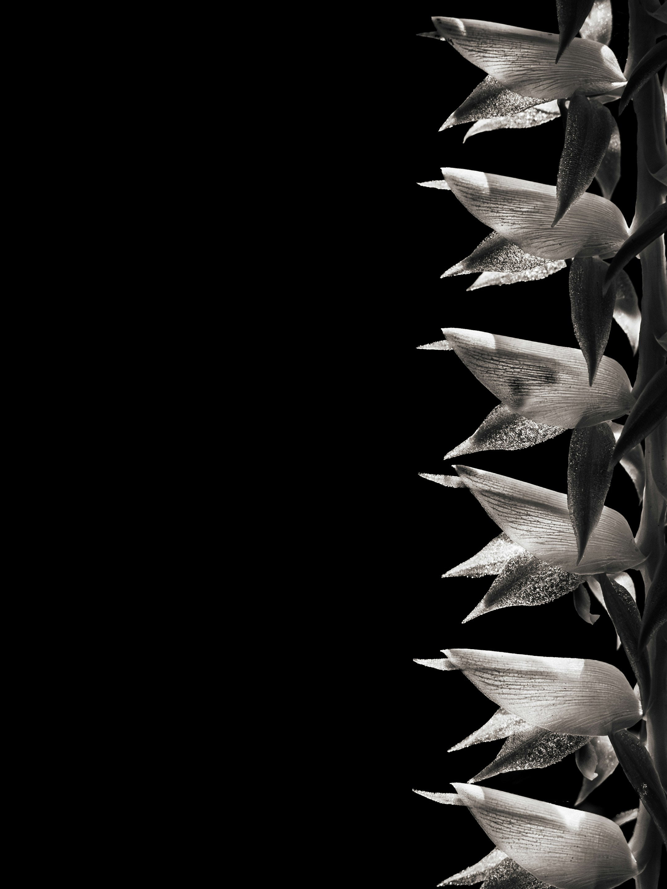 Photo by sschusterphotoart