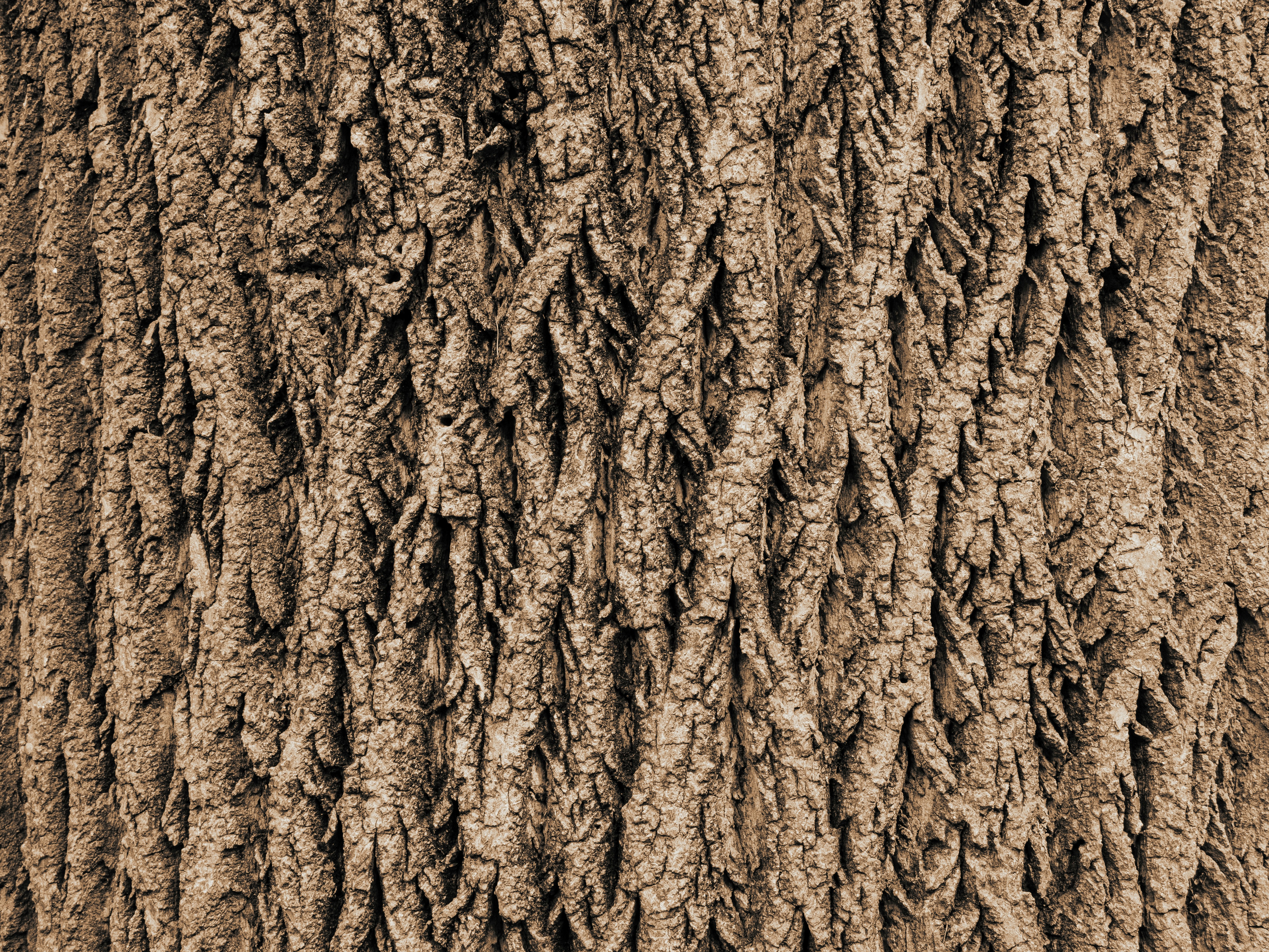 Photo by sschusterphotoart