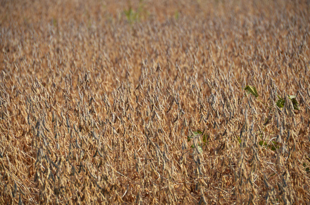 Soybean field ready for harvest