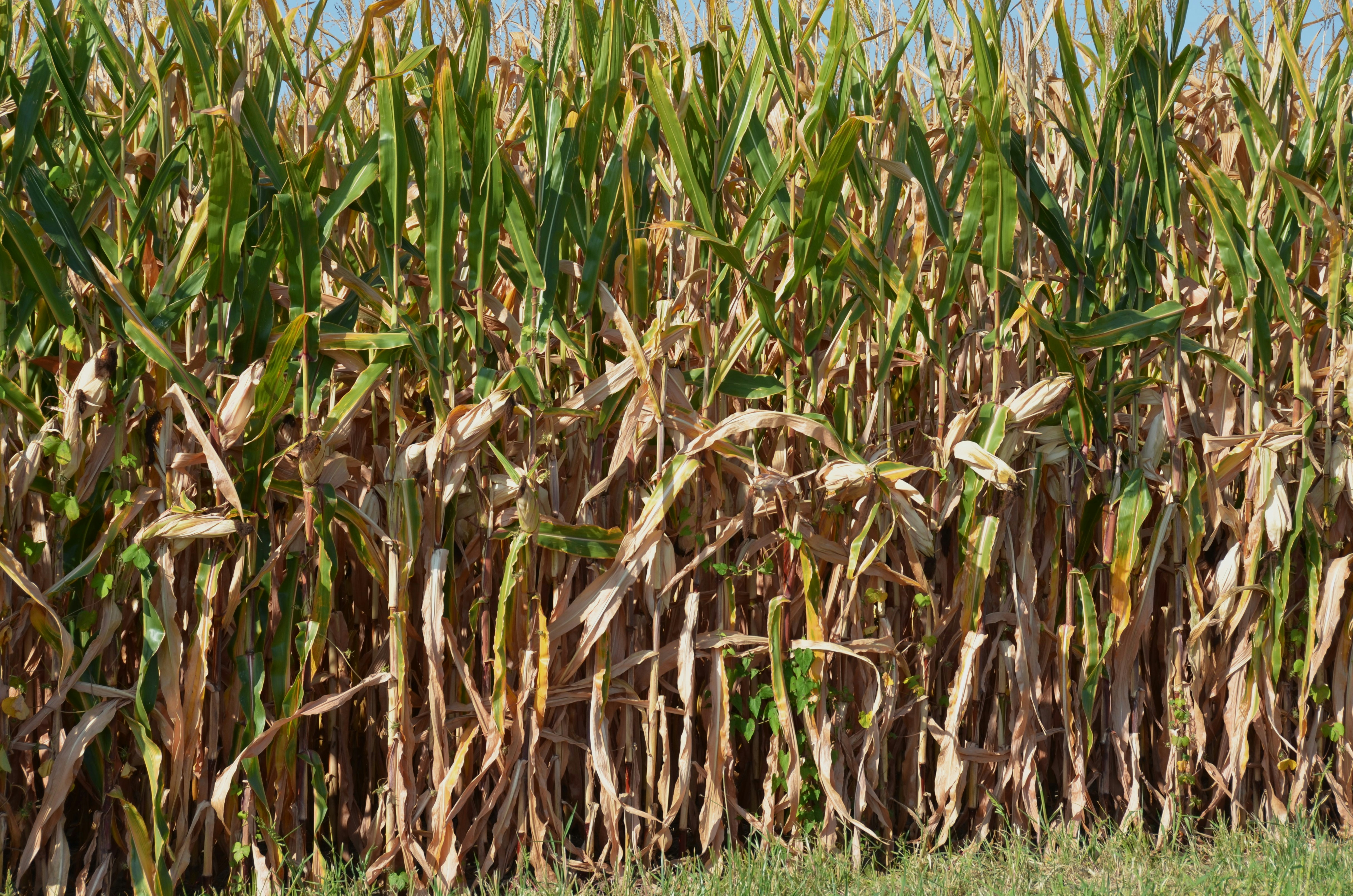 手前には枯れたトウモロコシの畑が写っていますの写真 – Unsplashのトウモロコシ畑の無料画像, image size:3000x1987