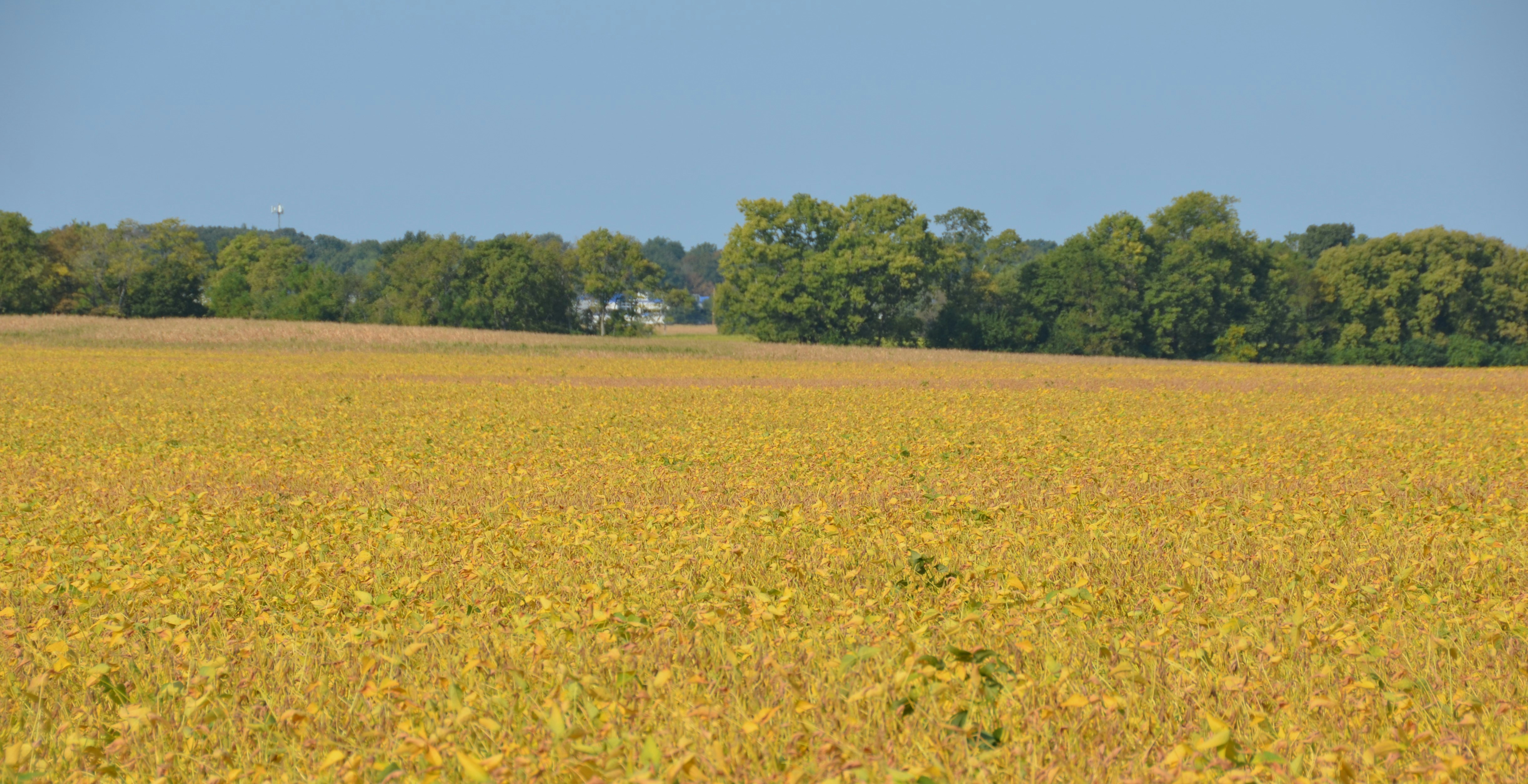 Golden field of crops under a clear blue sky