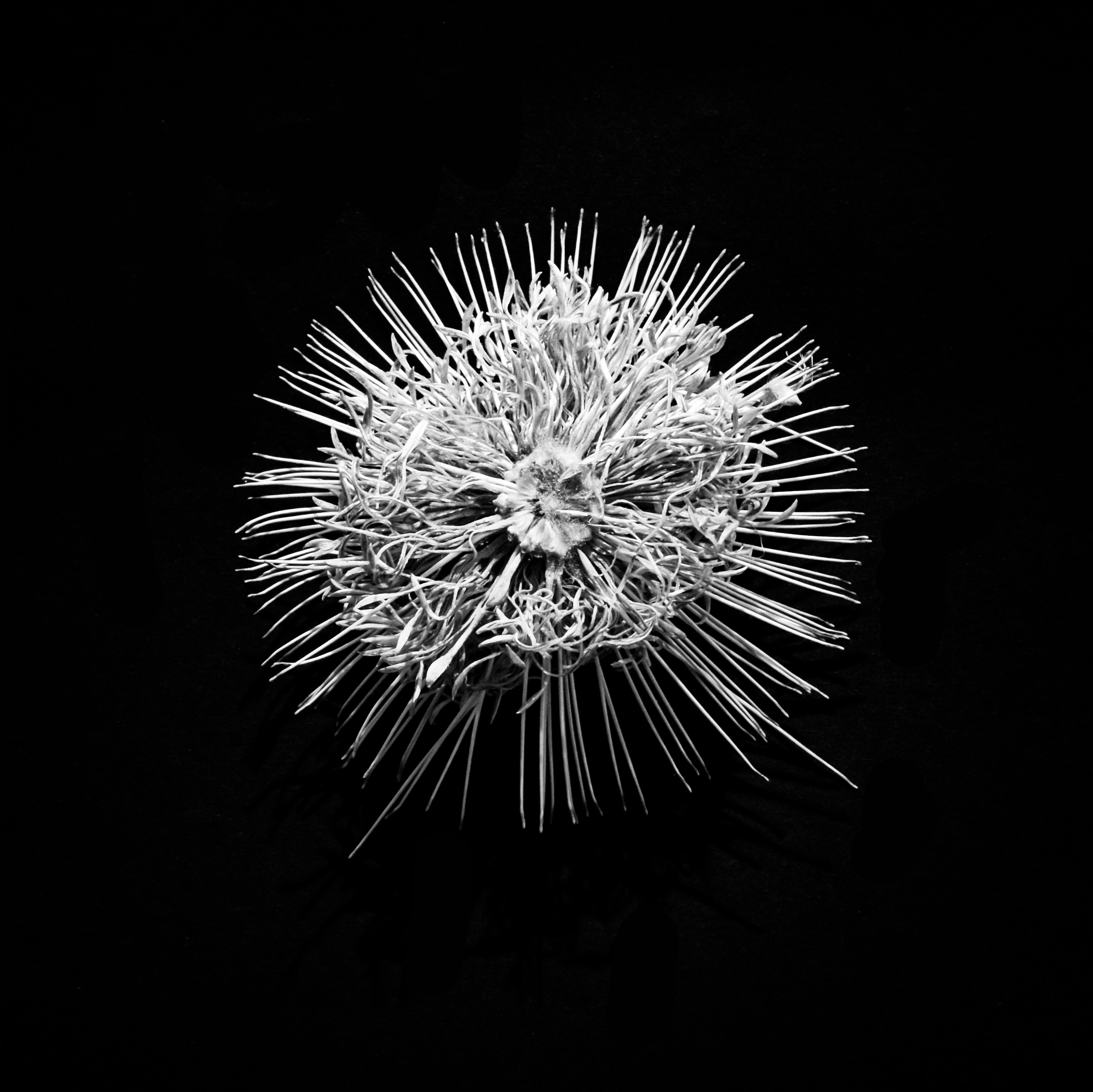 Close-up of a spiky white object on black background