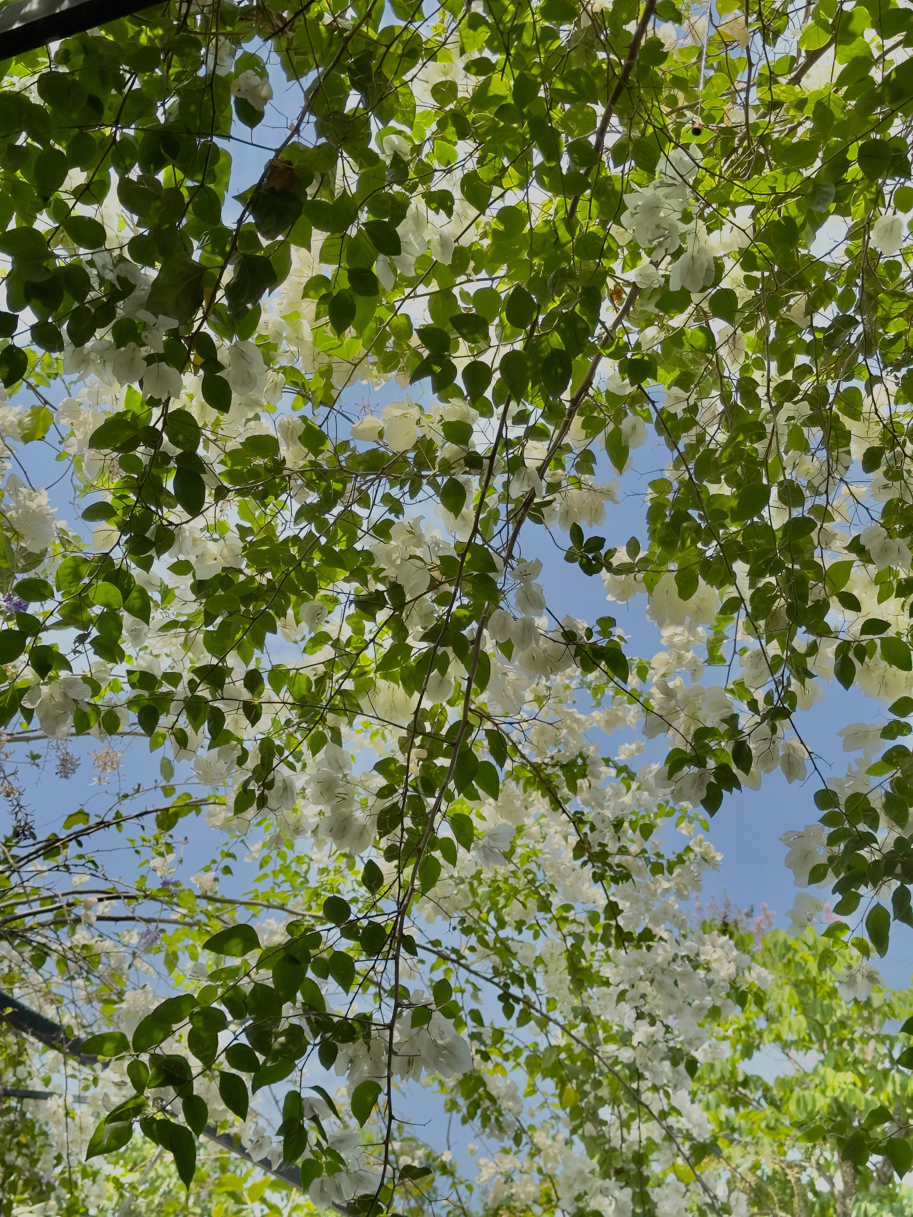 Photo by duongnhathuy