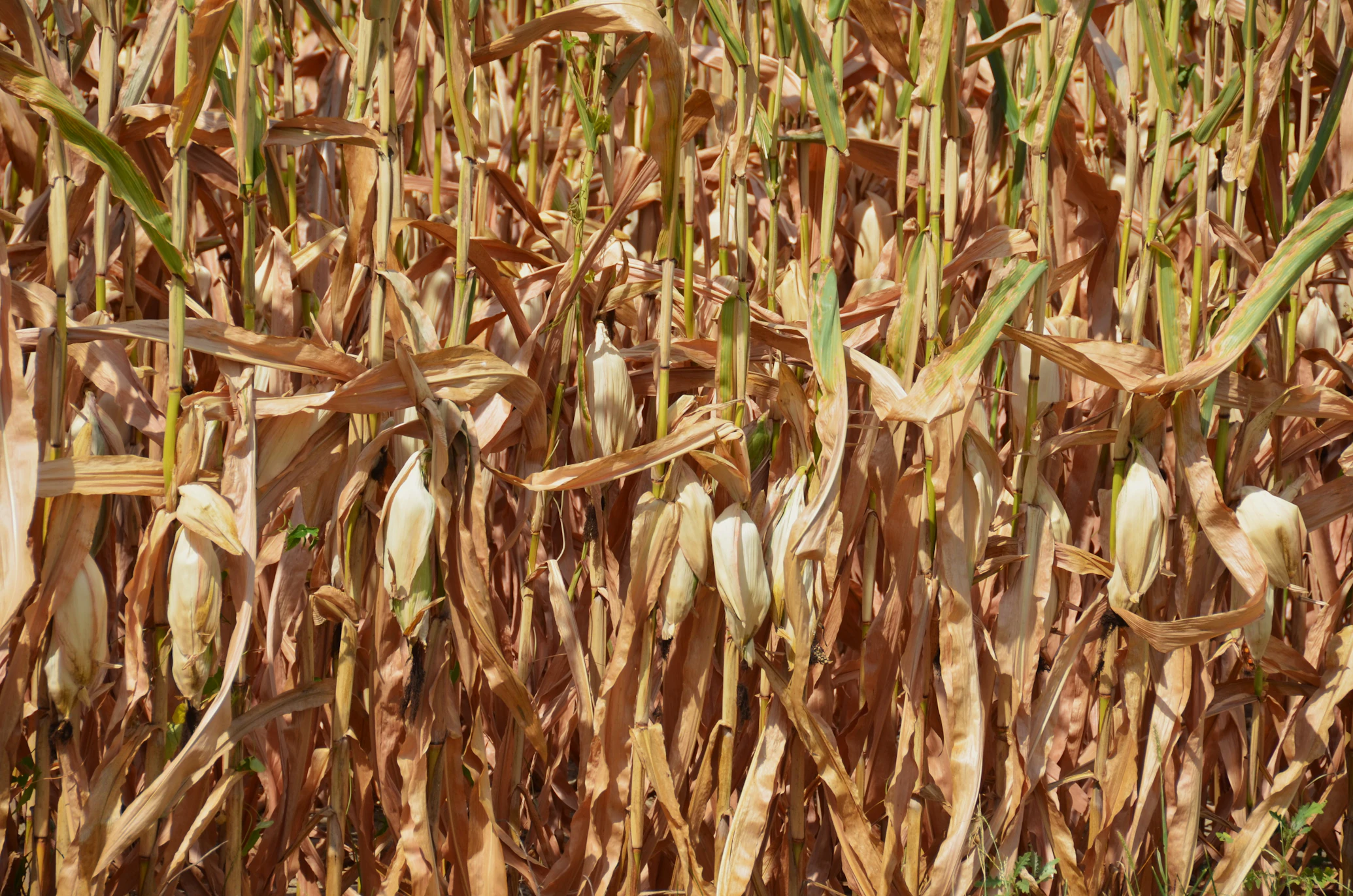 Dry corn field at the end of the season