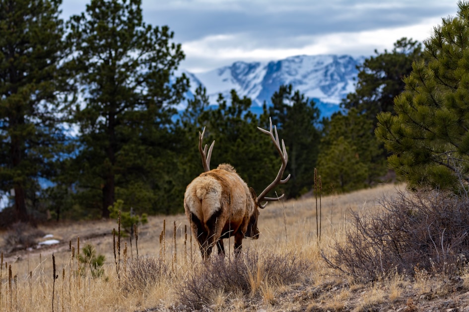 Bull elk with large antlers in velvet standing in summer alpine meadow