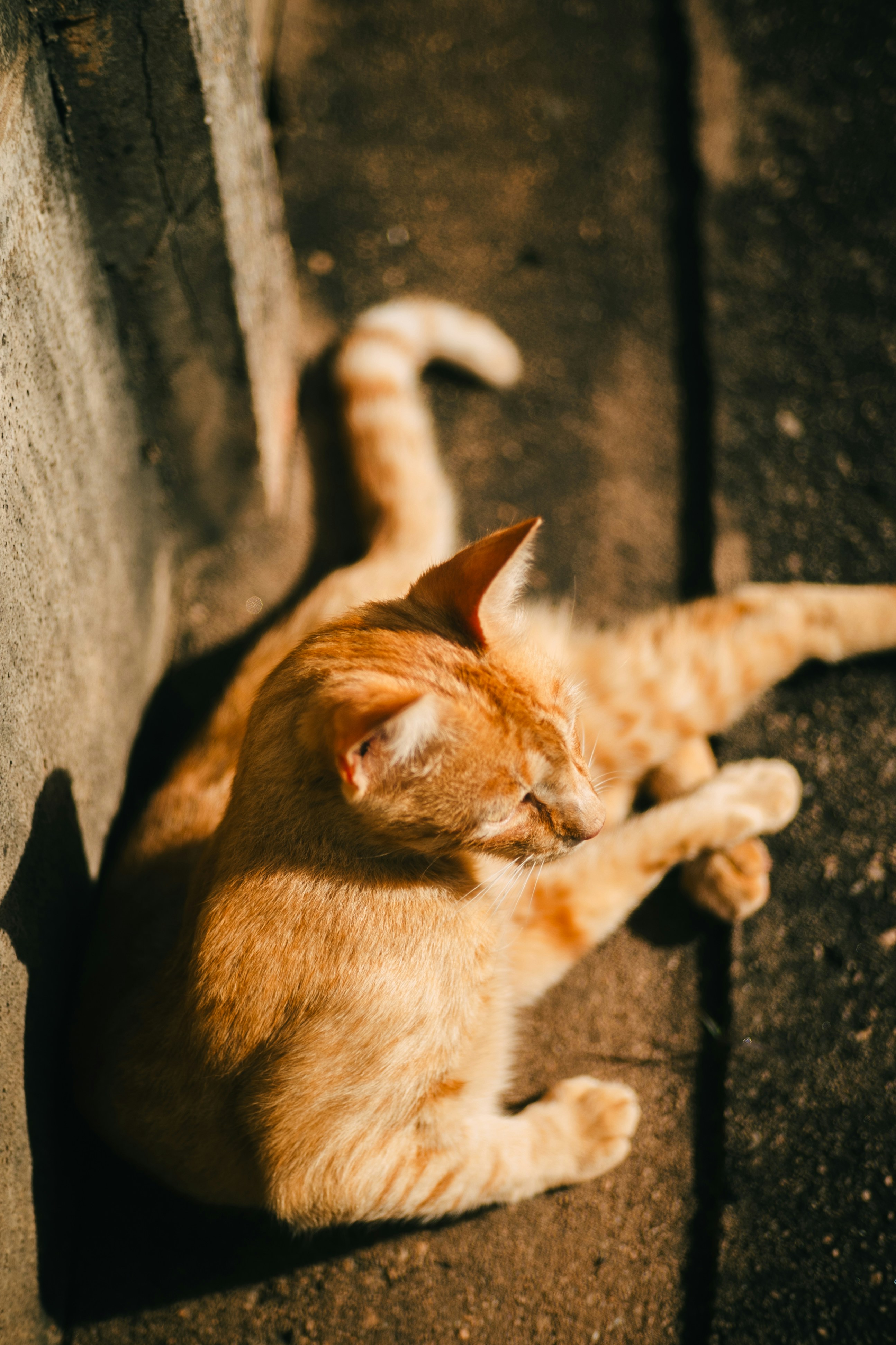 An orange cat grooms itself in sunlight.