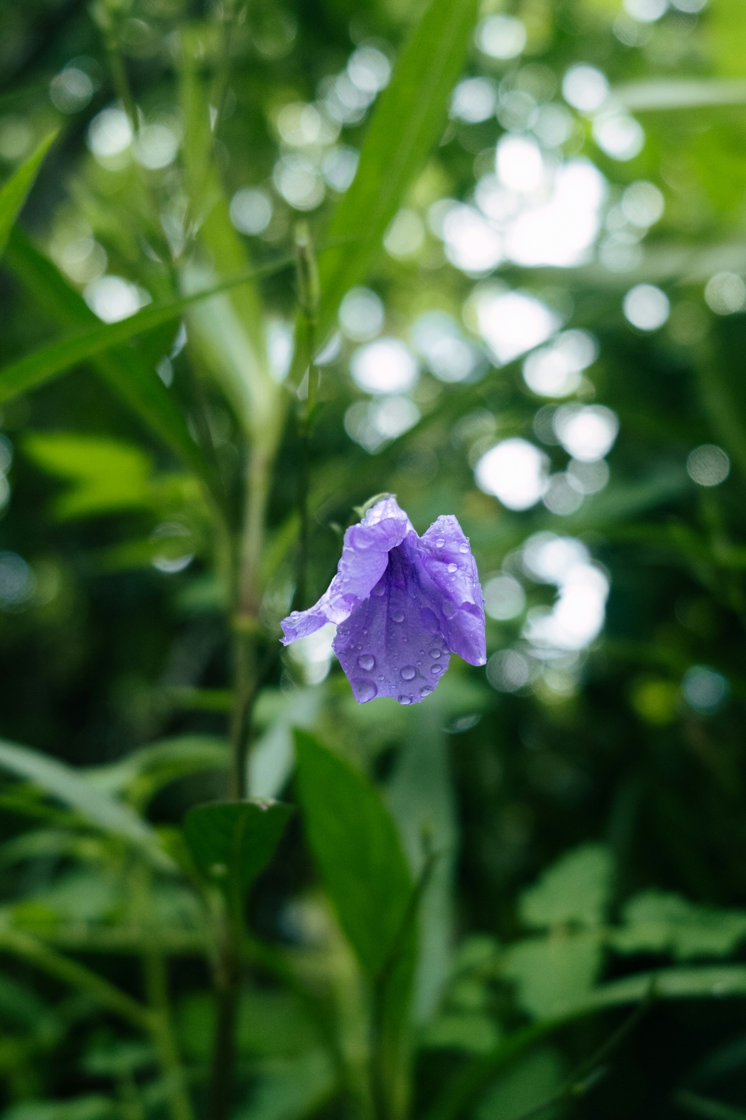 Photo by lii_raw