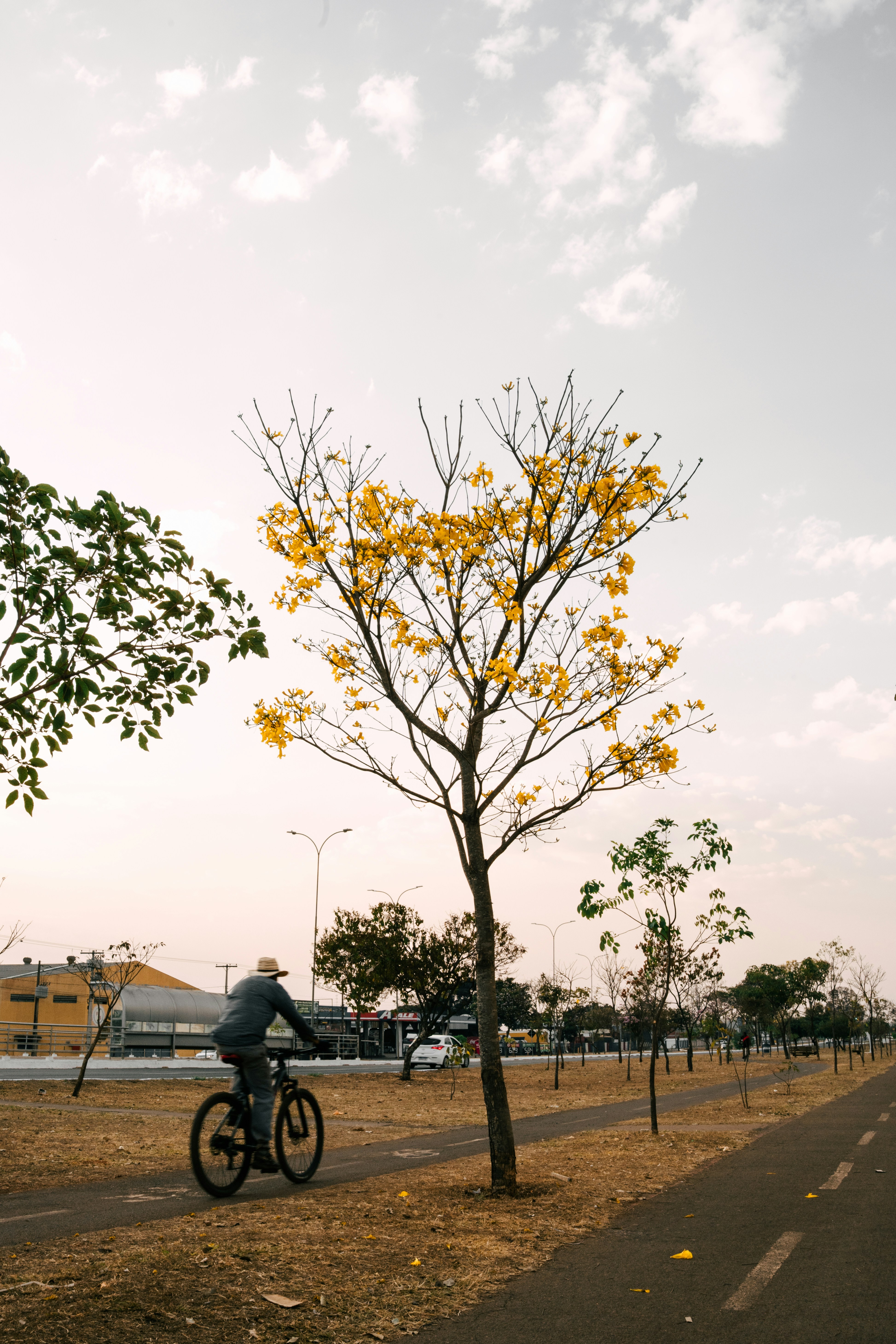 Person rides bicycle past blooming yellow tree