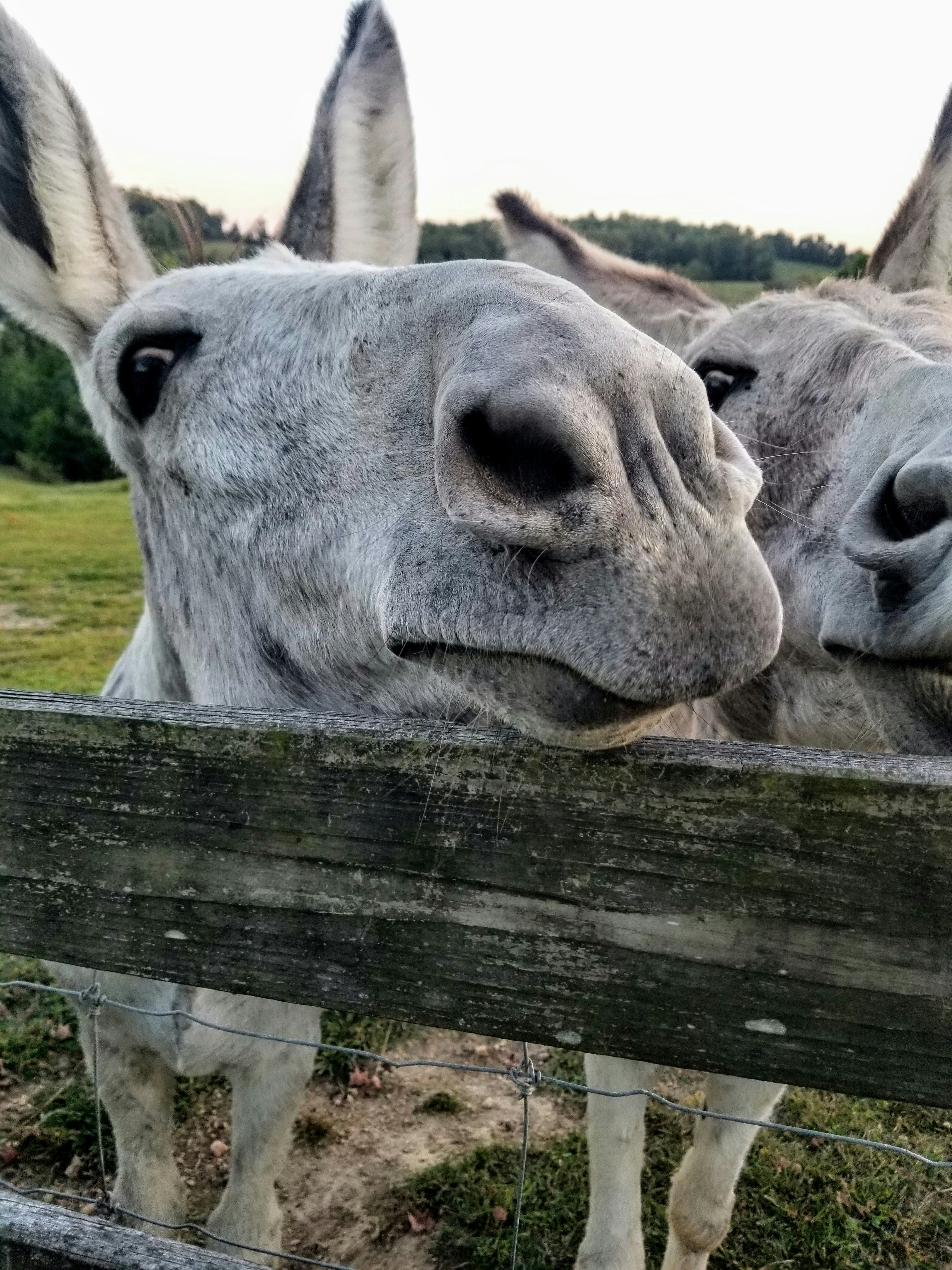 Deux ânes se penchent par-dessus une clôture en bois dans une ferme.