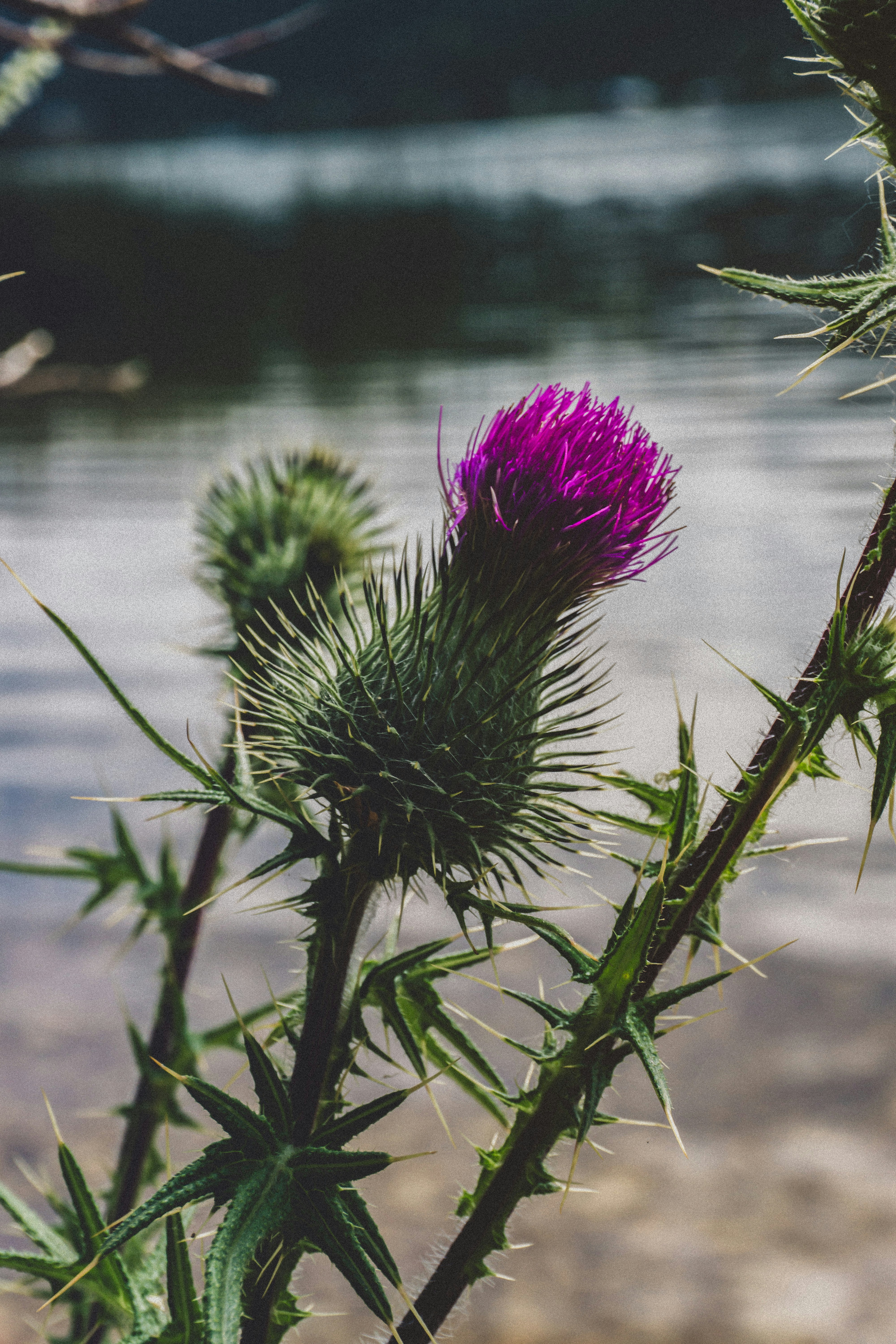 A purple thistle flower with thorny green stem.