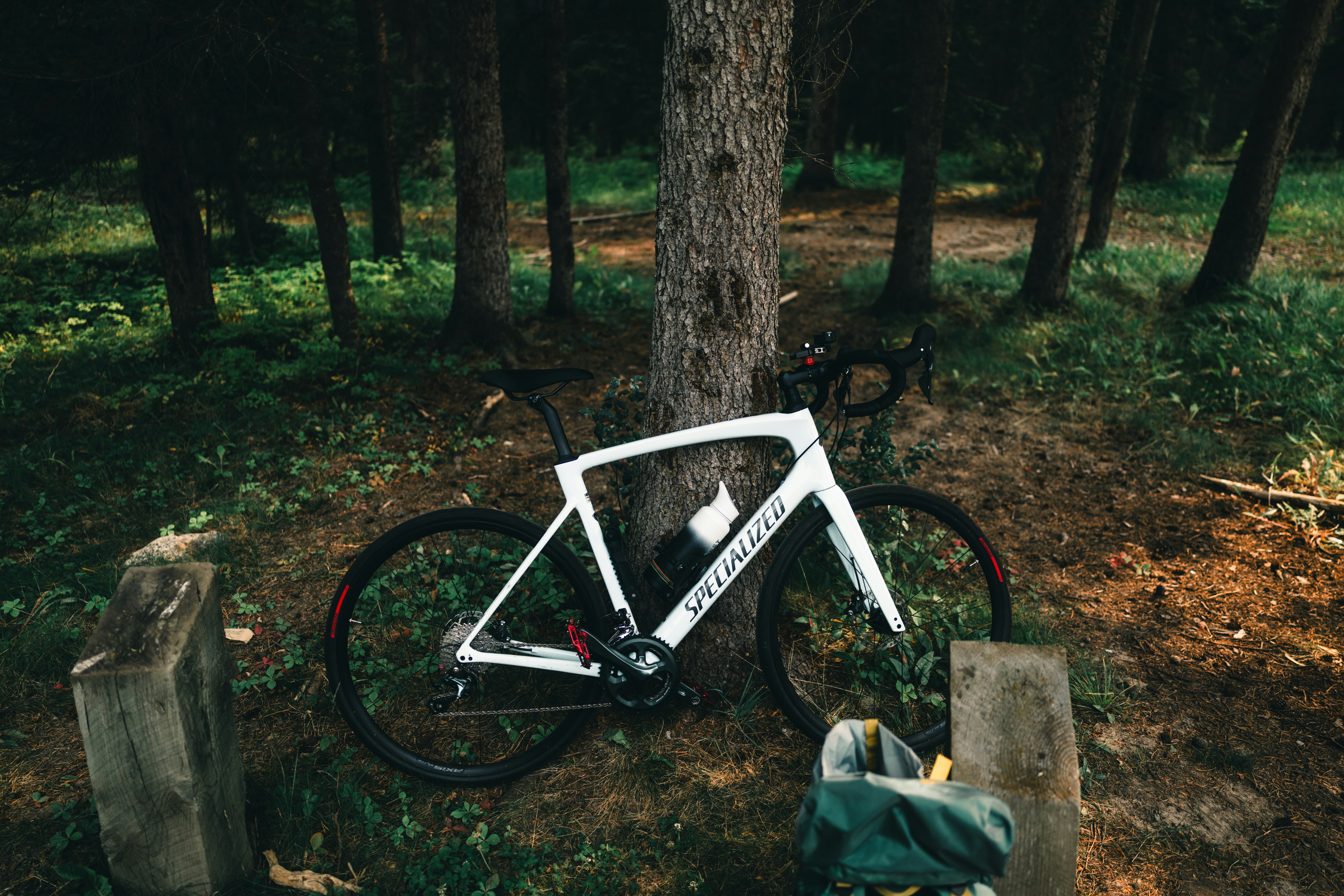 White bicycle leaning against a tree in a forest.