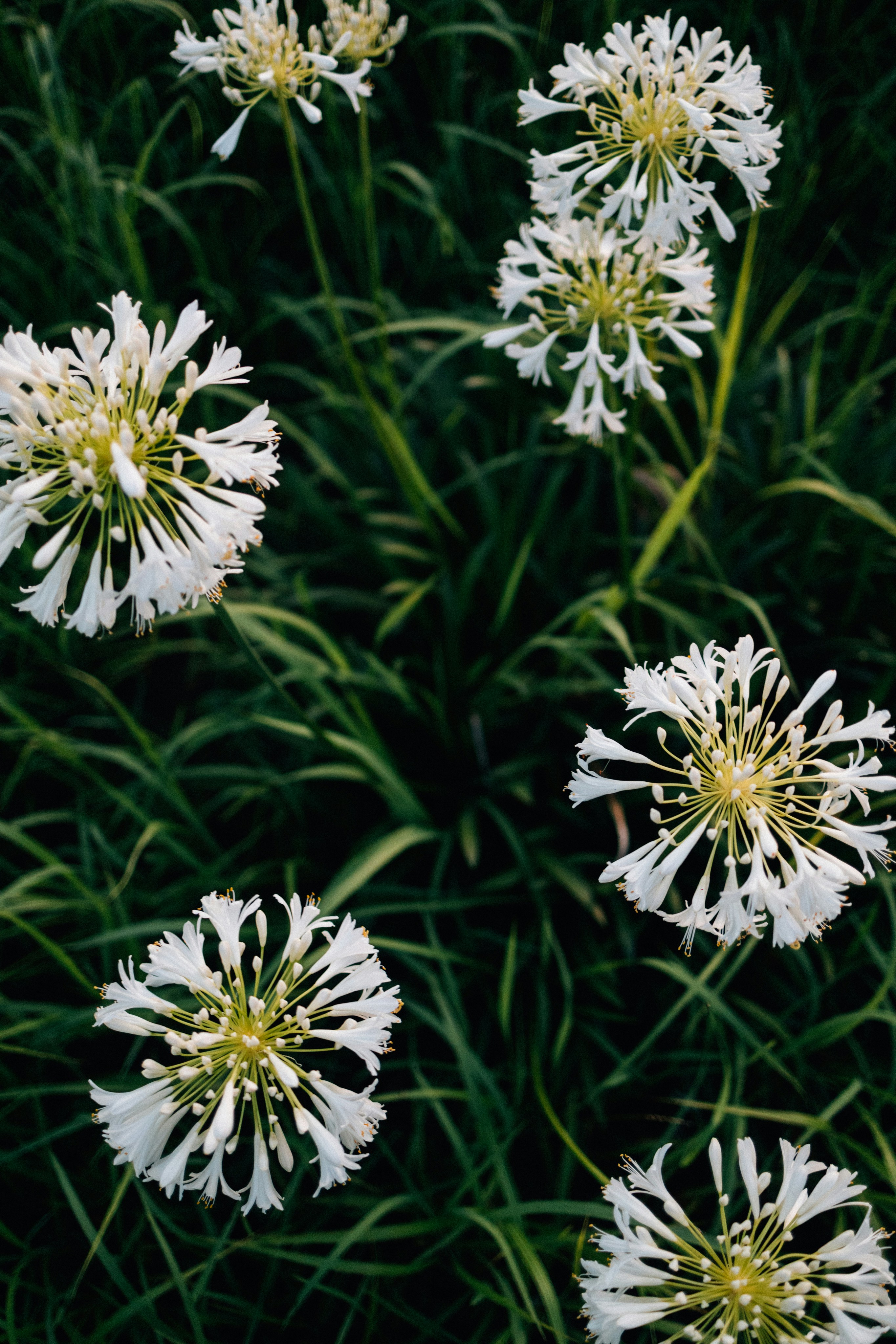 Photo by tsuyoshikozu