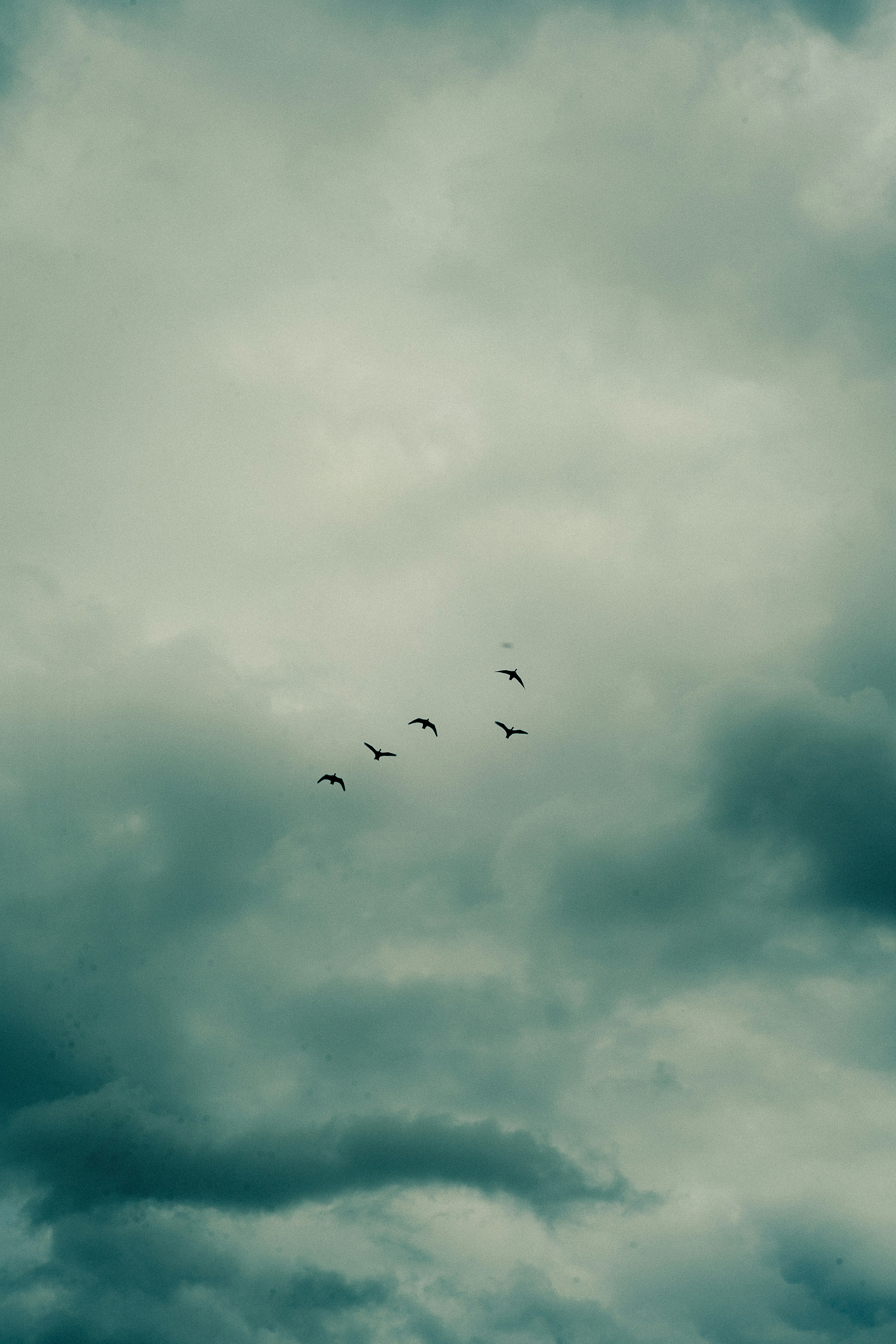 Birds flying in a cloudy sky