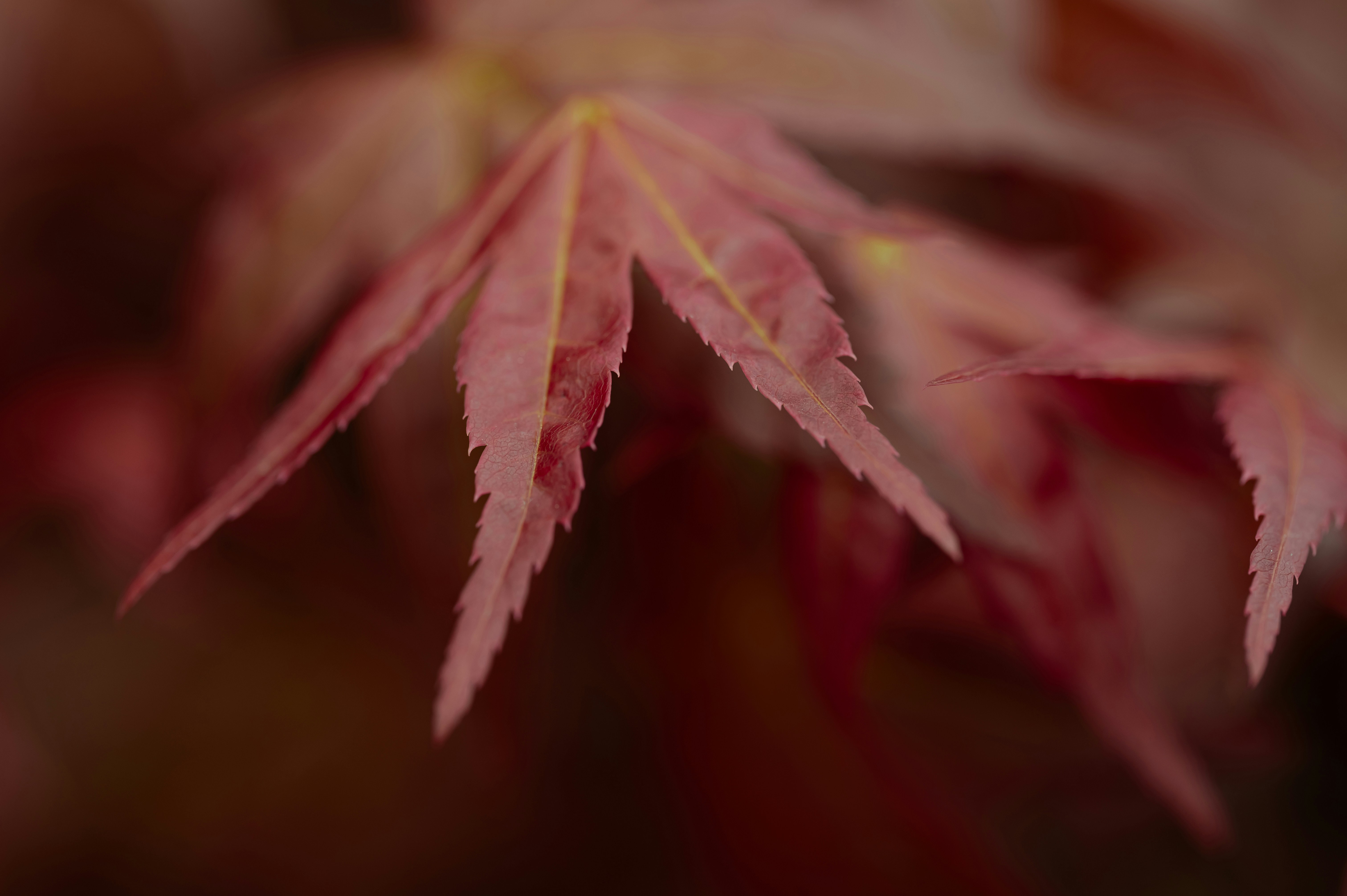 Photo by volodymyr_leush