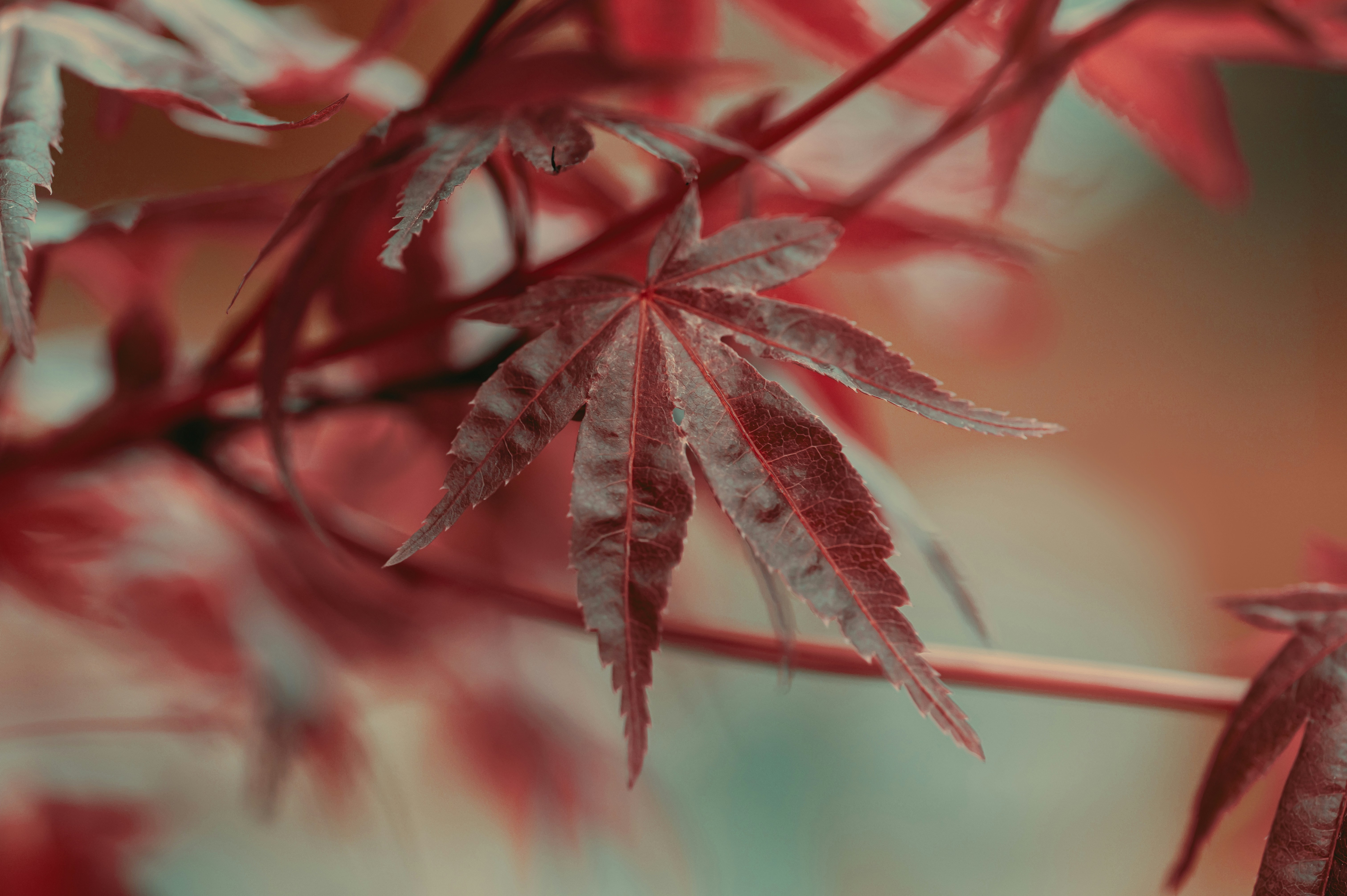 Photo by volodymyr_leush