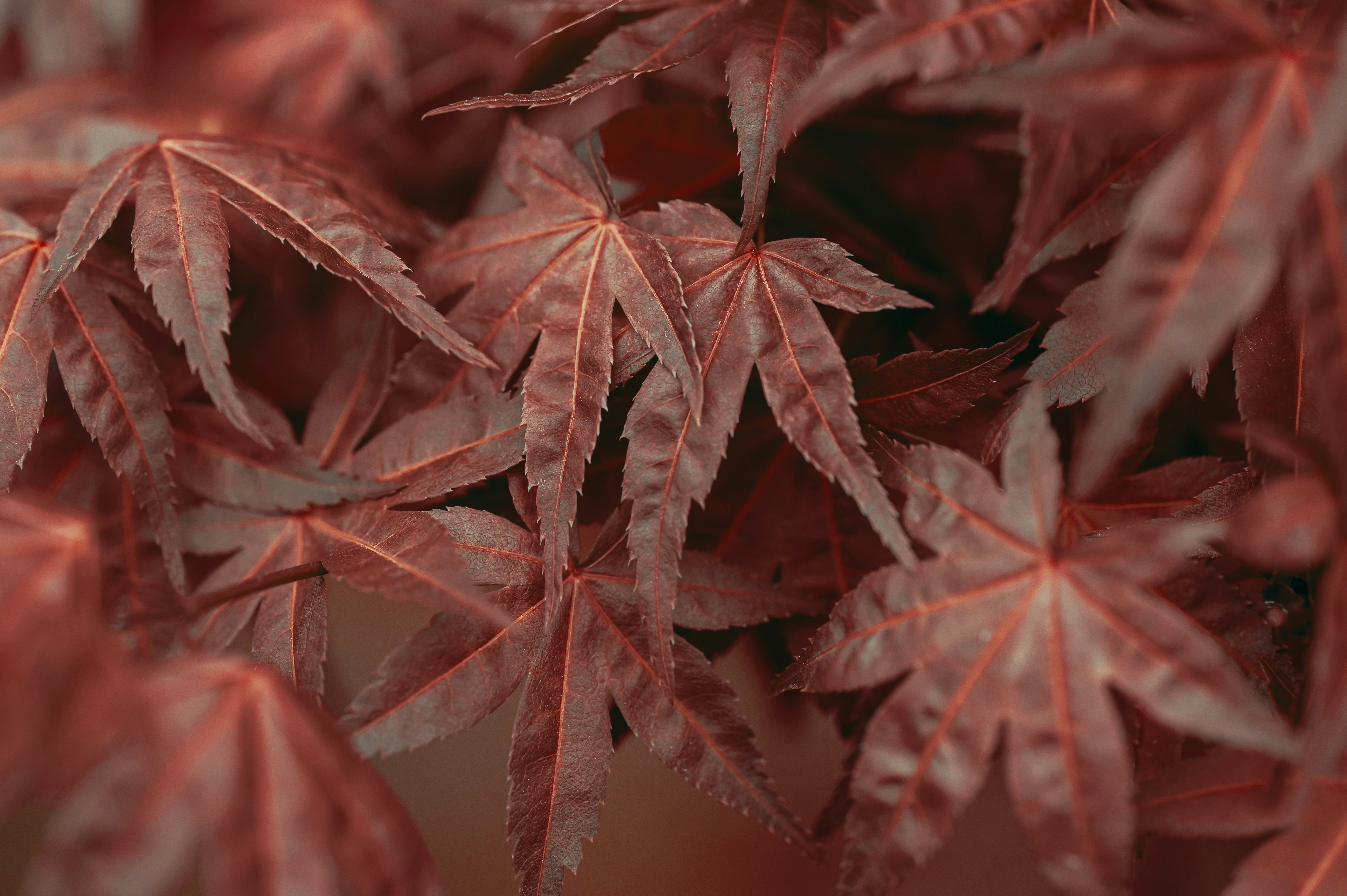 Photo by volodymyr_leush