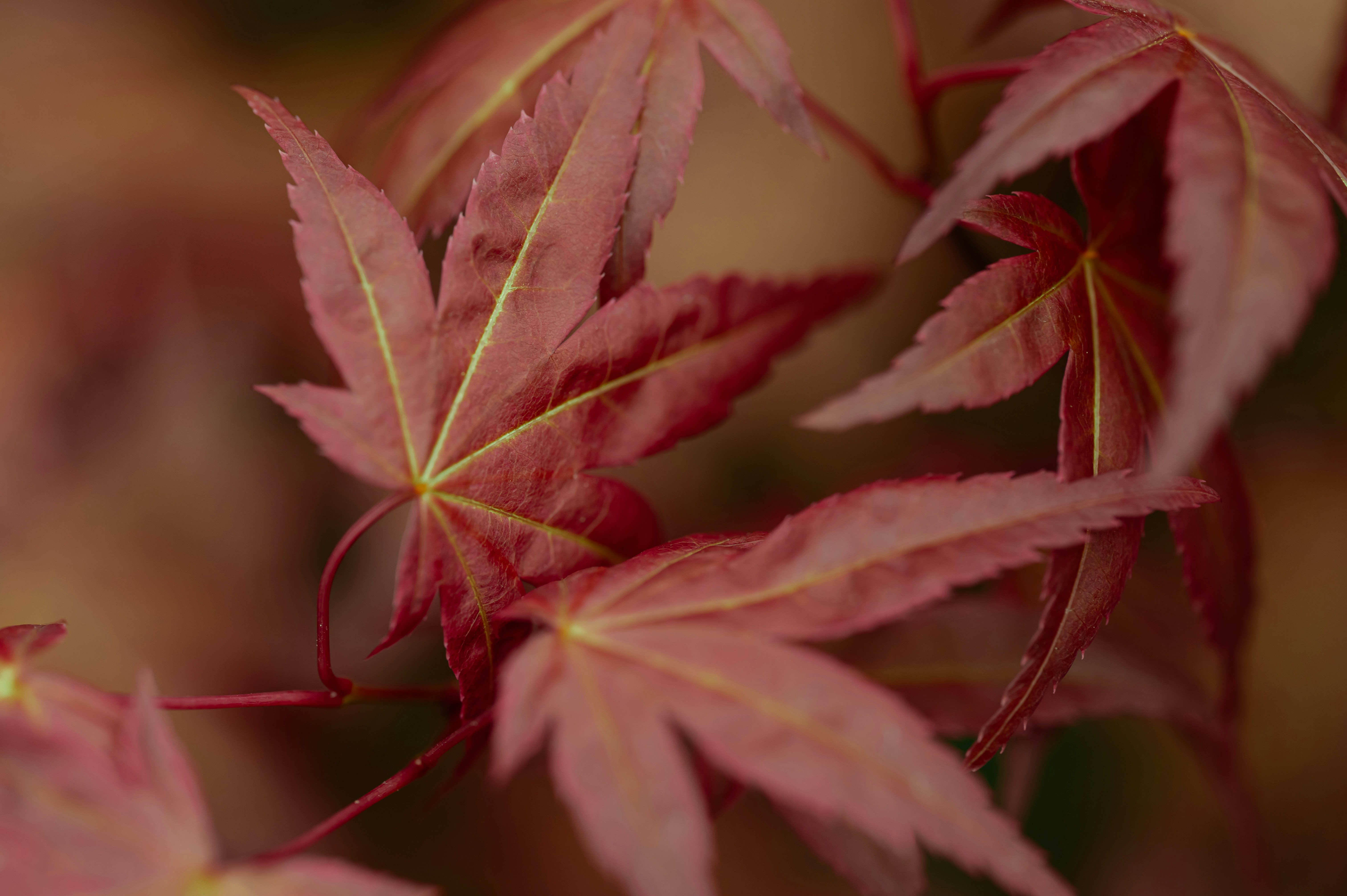 Photo by volodymyr_leush