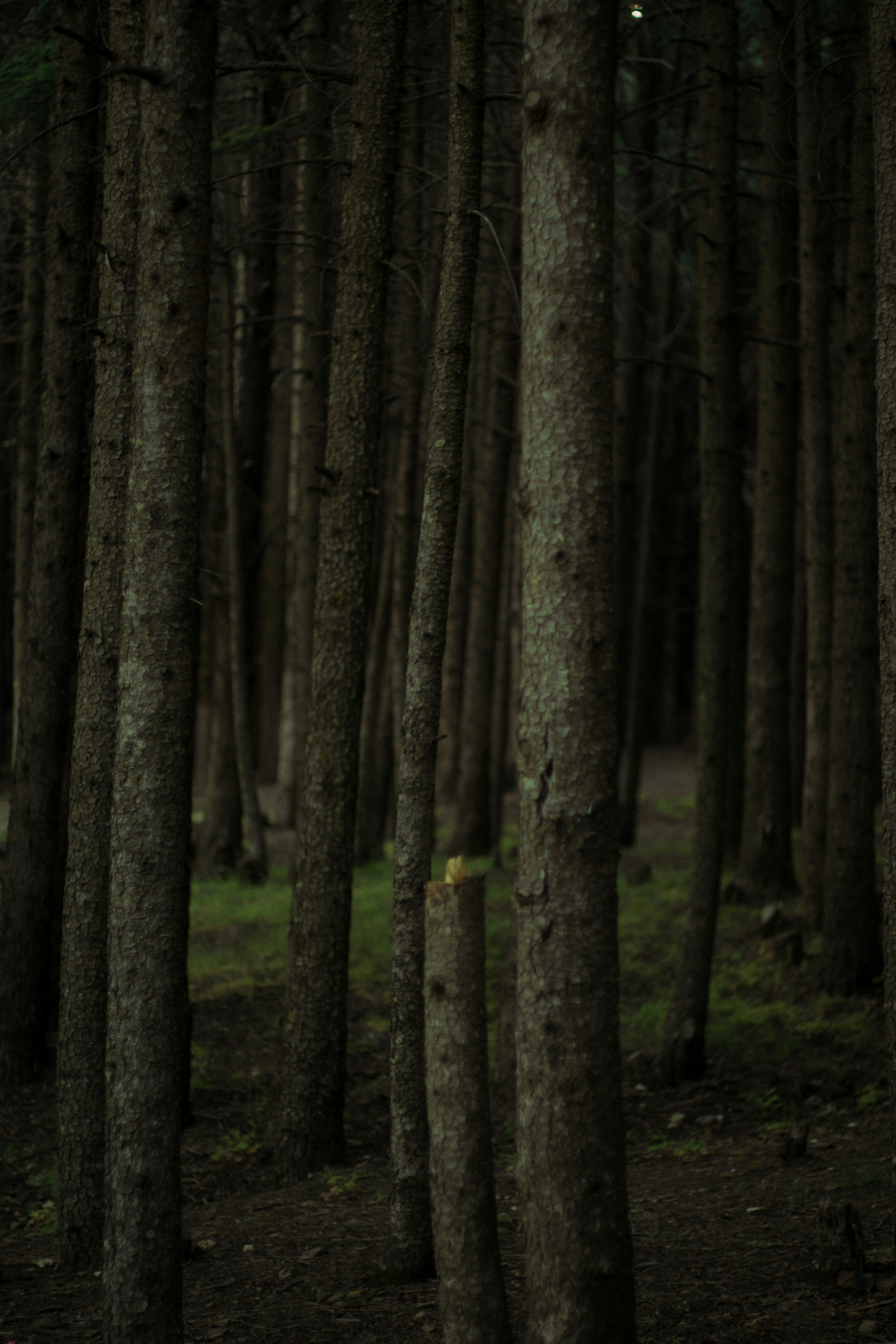 Photo by fethibenattallah