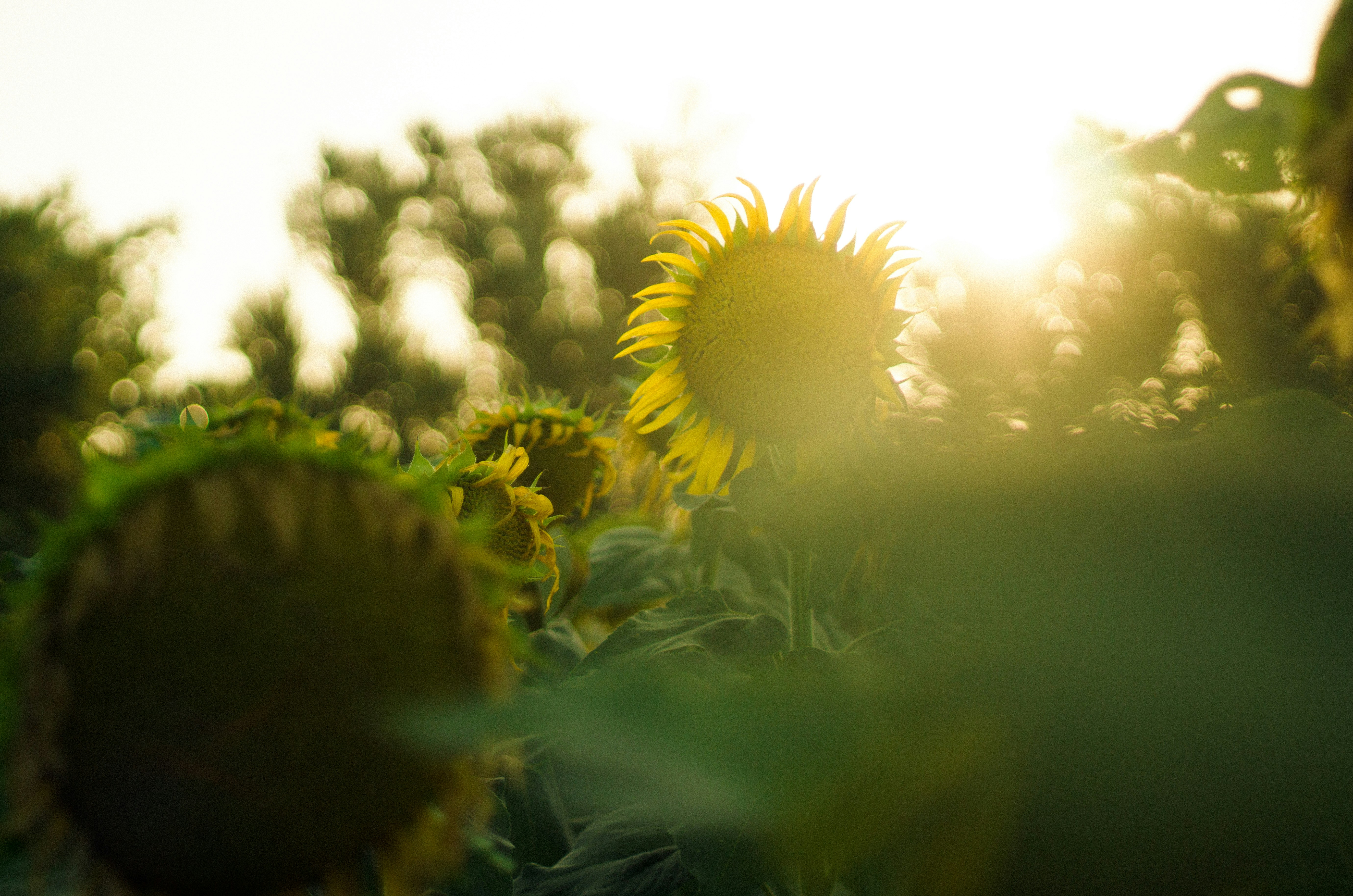 Photo by fethibenattallah