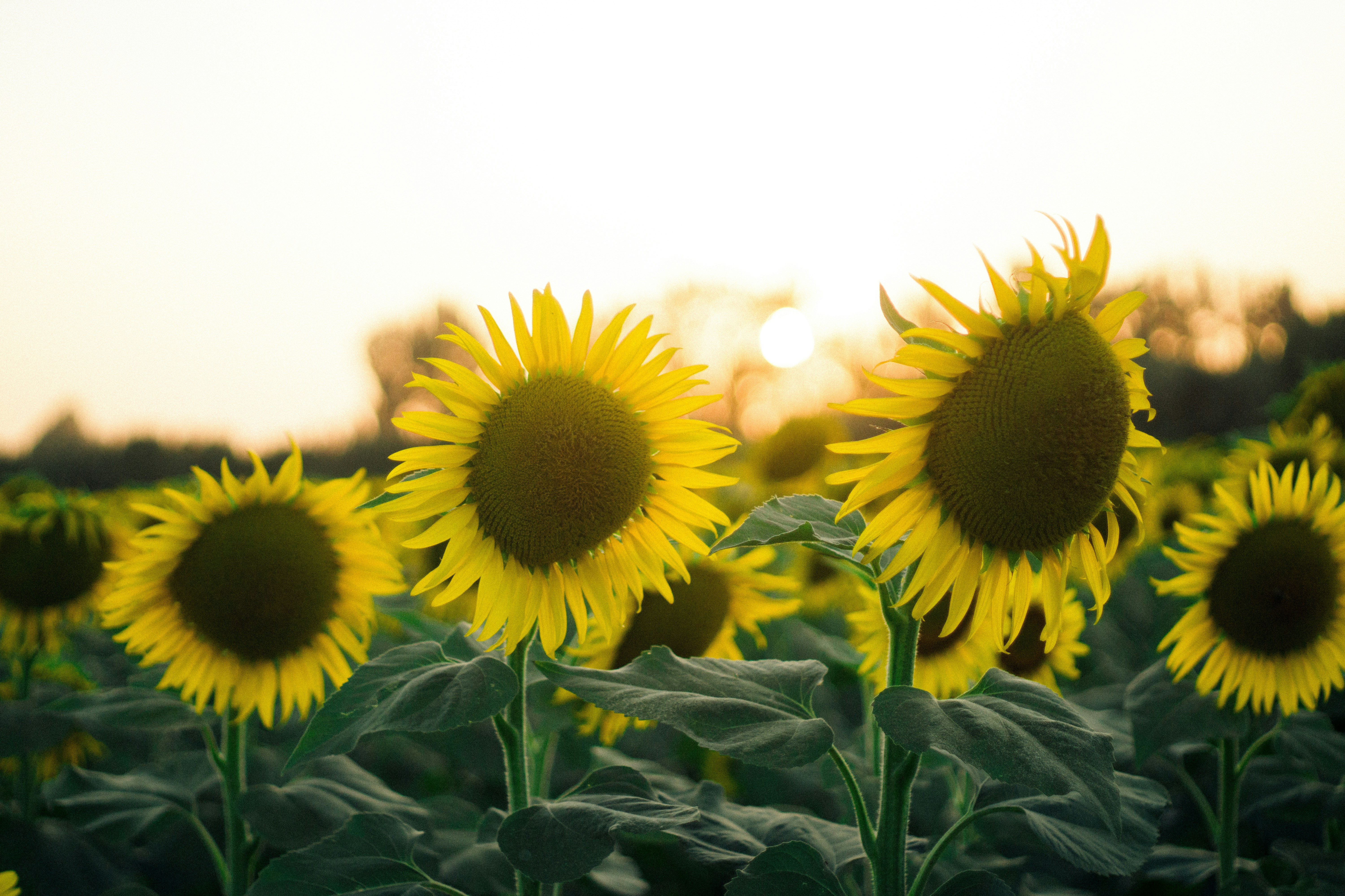 Photo by fethibenattallah