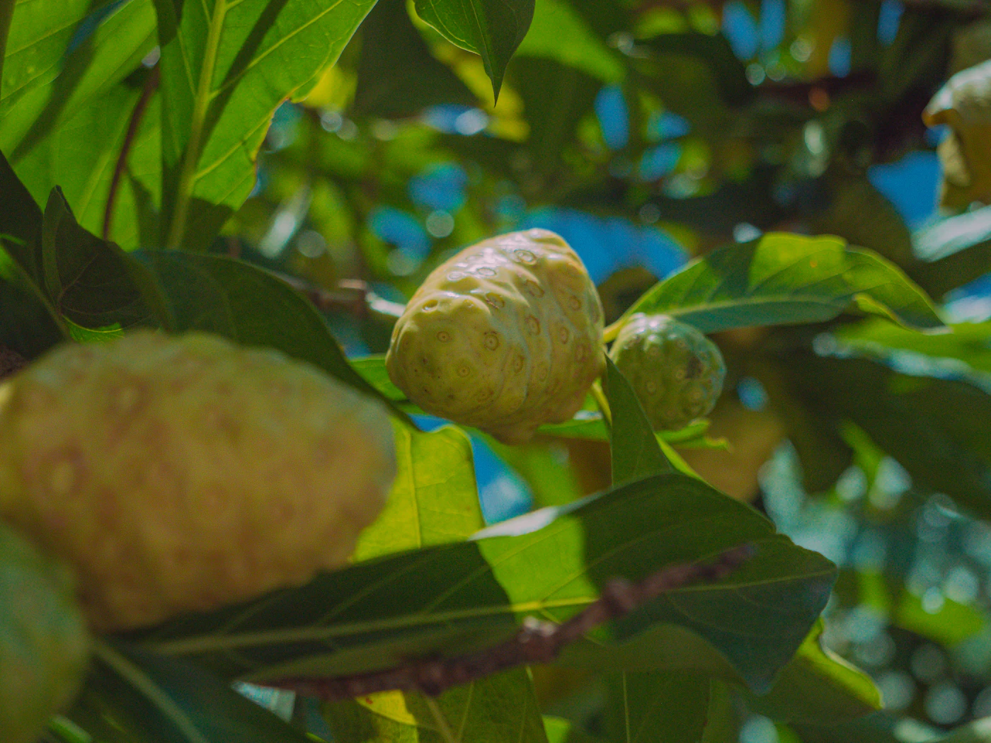 Noni fruit in an eye cream: an unusual ingredient choice with a genuinely unusual pH to match