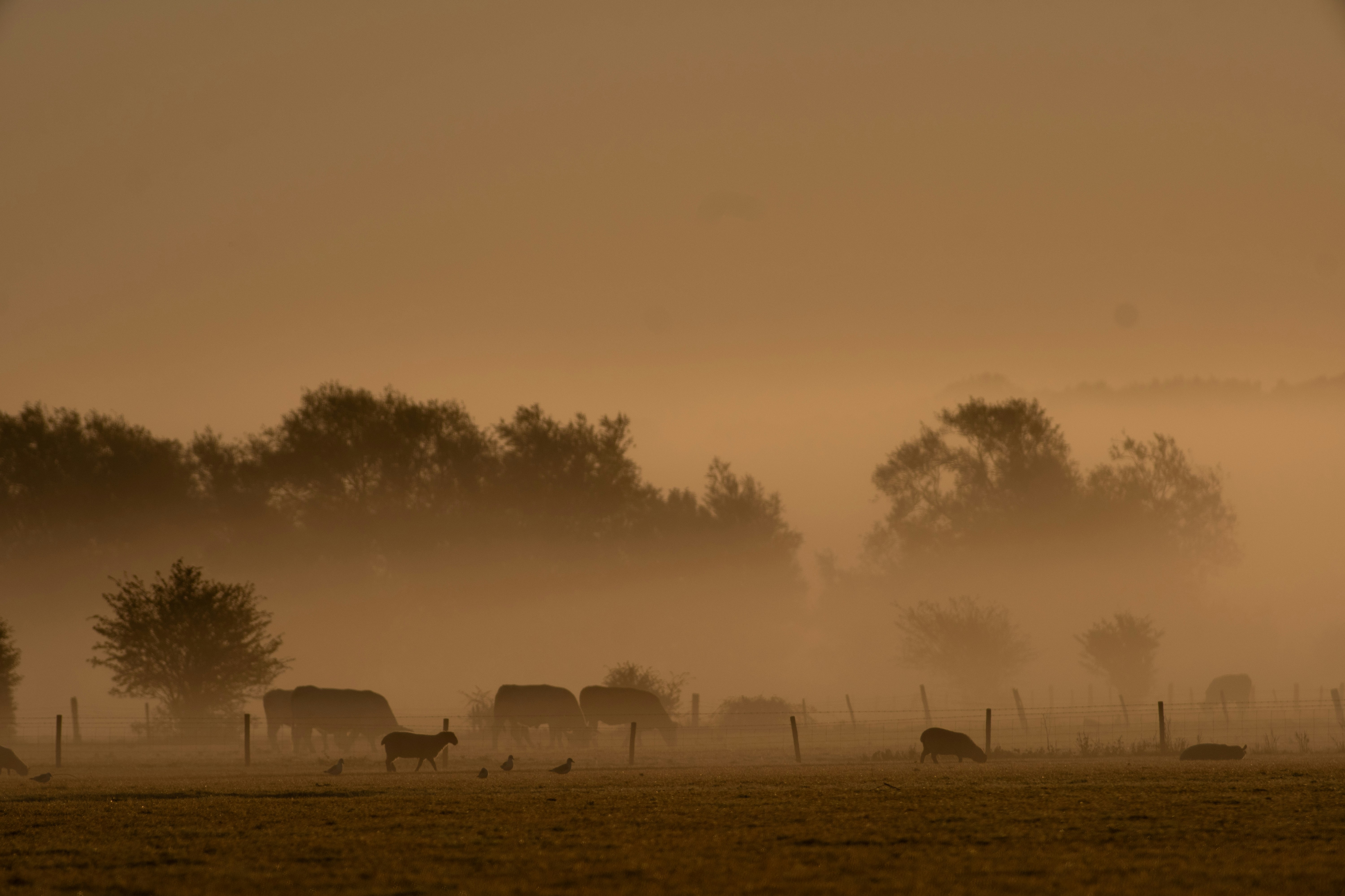 Cows grazing in a foggy field at sunrise