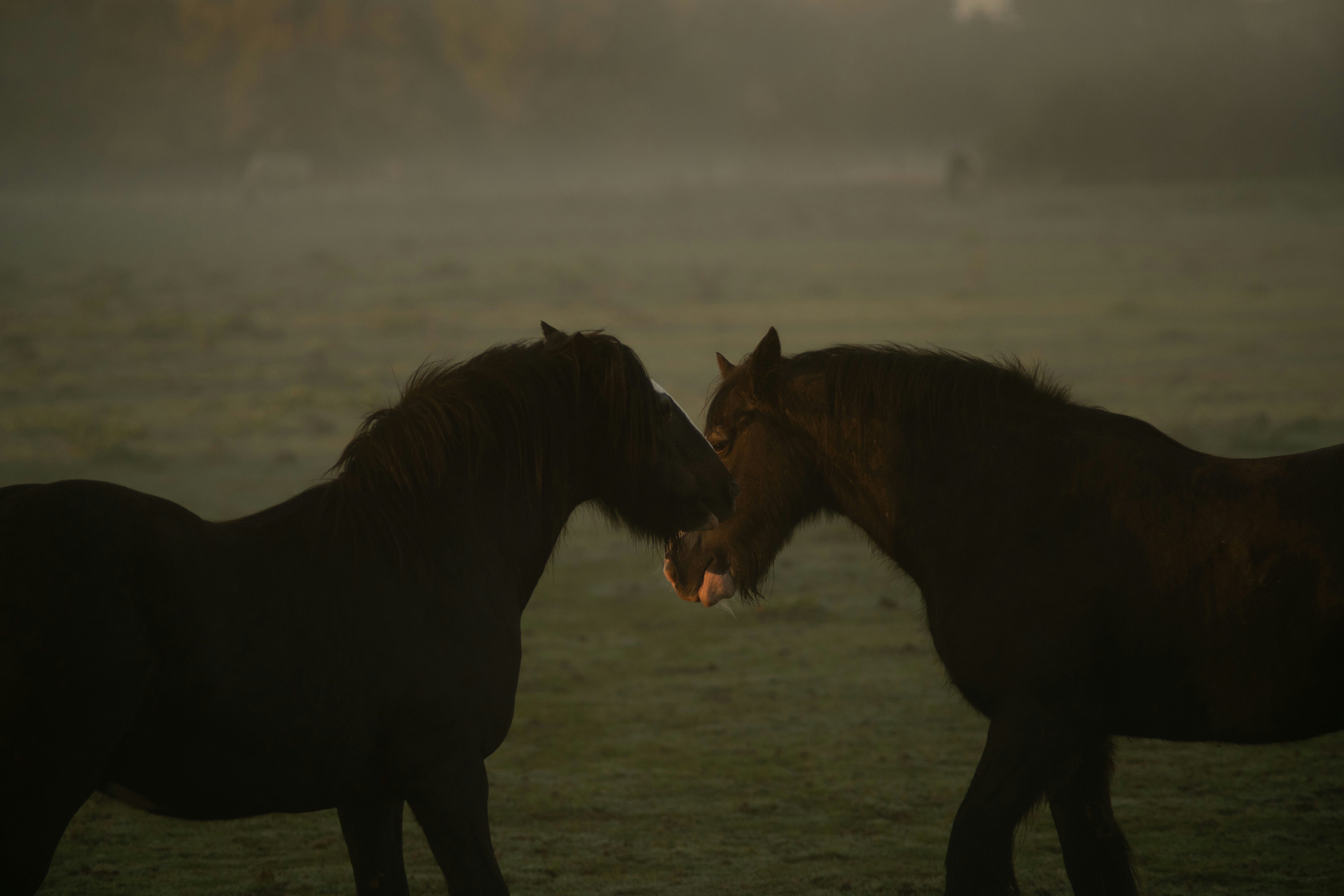 Two horses nuzzle each other in misty field.