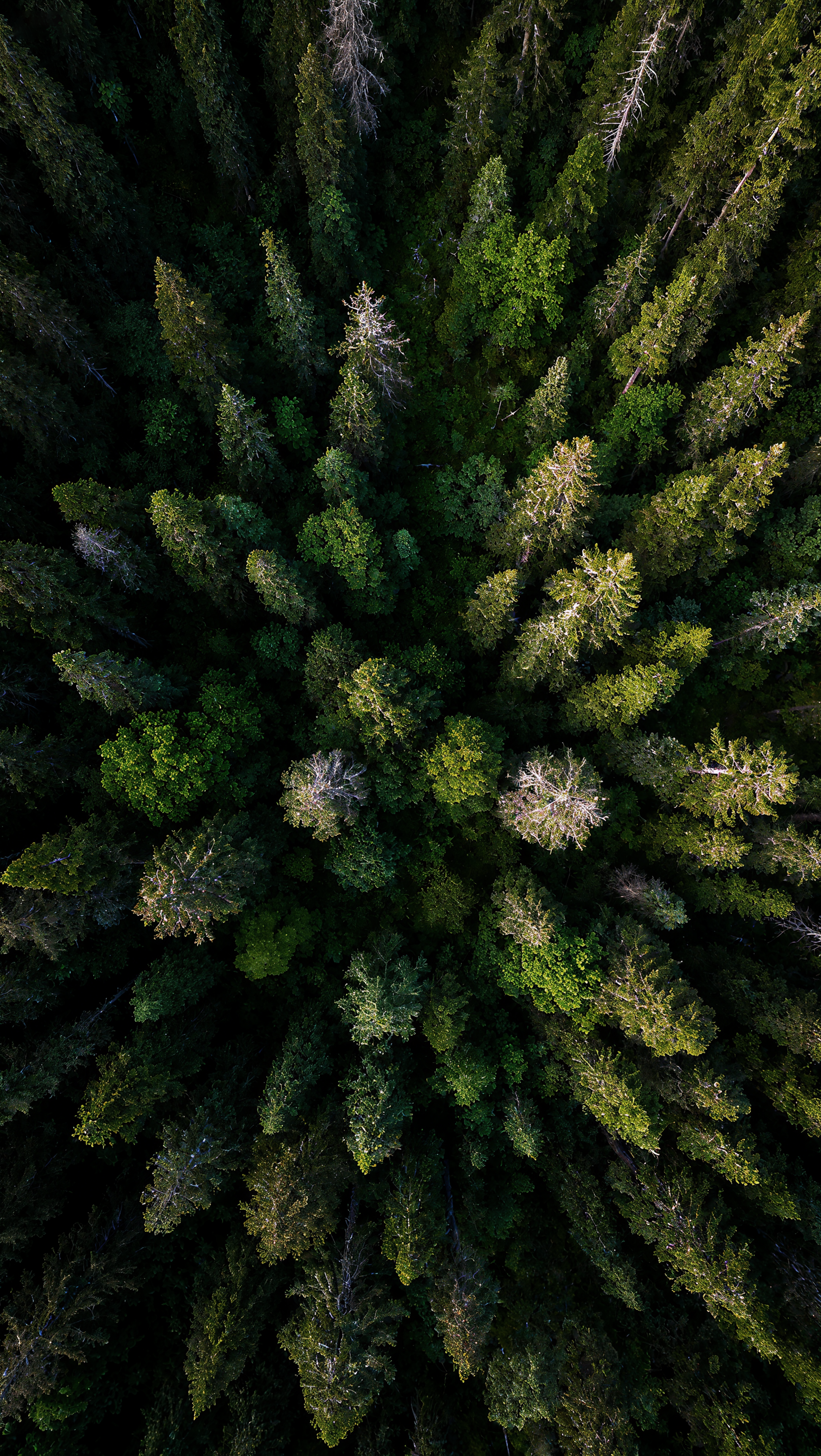 Luftaufnahme eines dichten immergrünen Waldes.