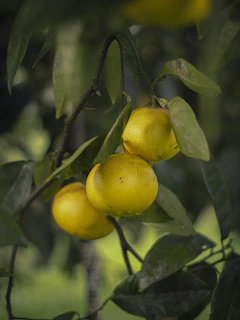 Three ripe oranges hang from a leafy branch.