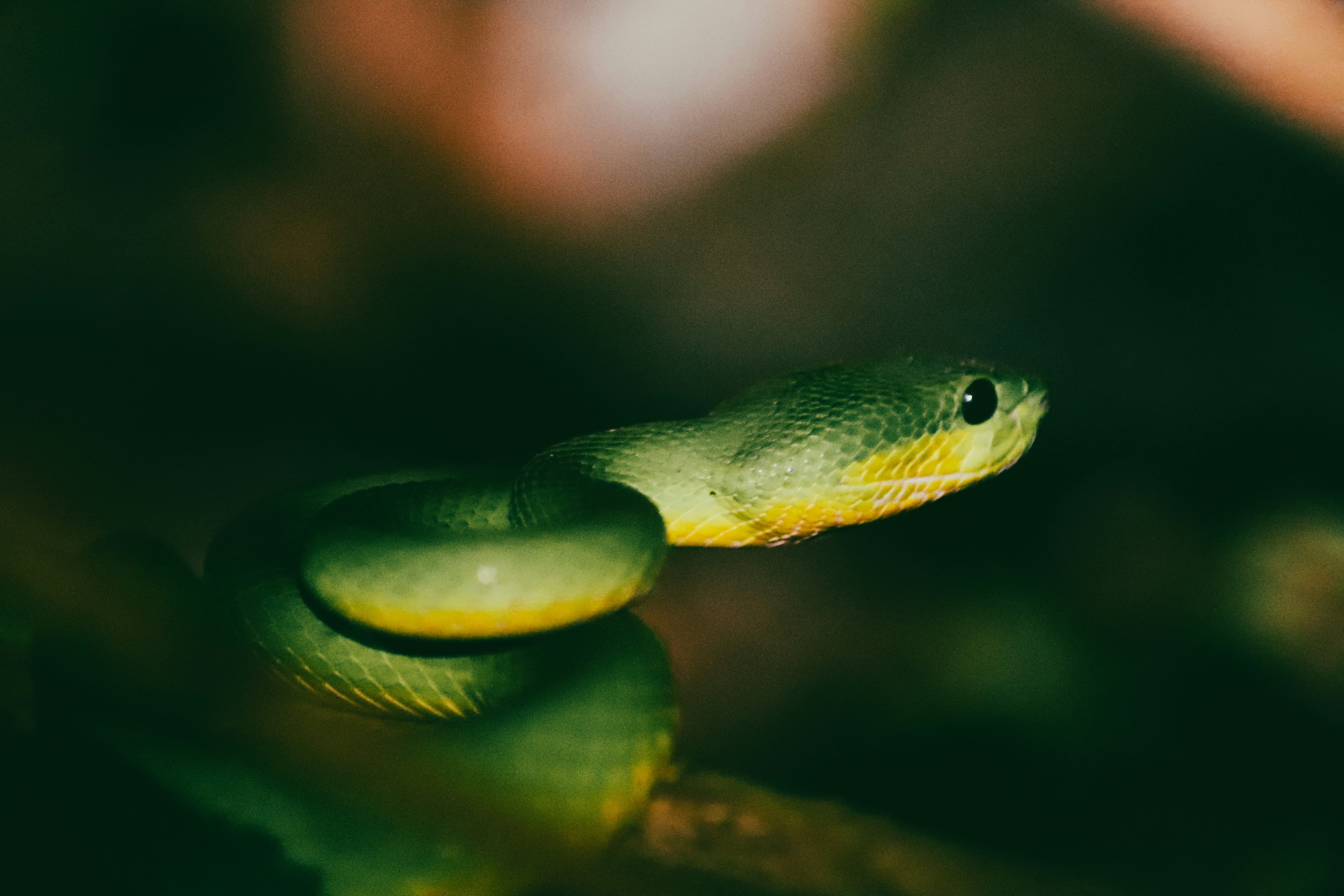 A coiled green snake with yellow markings