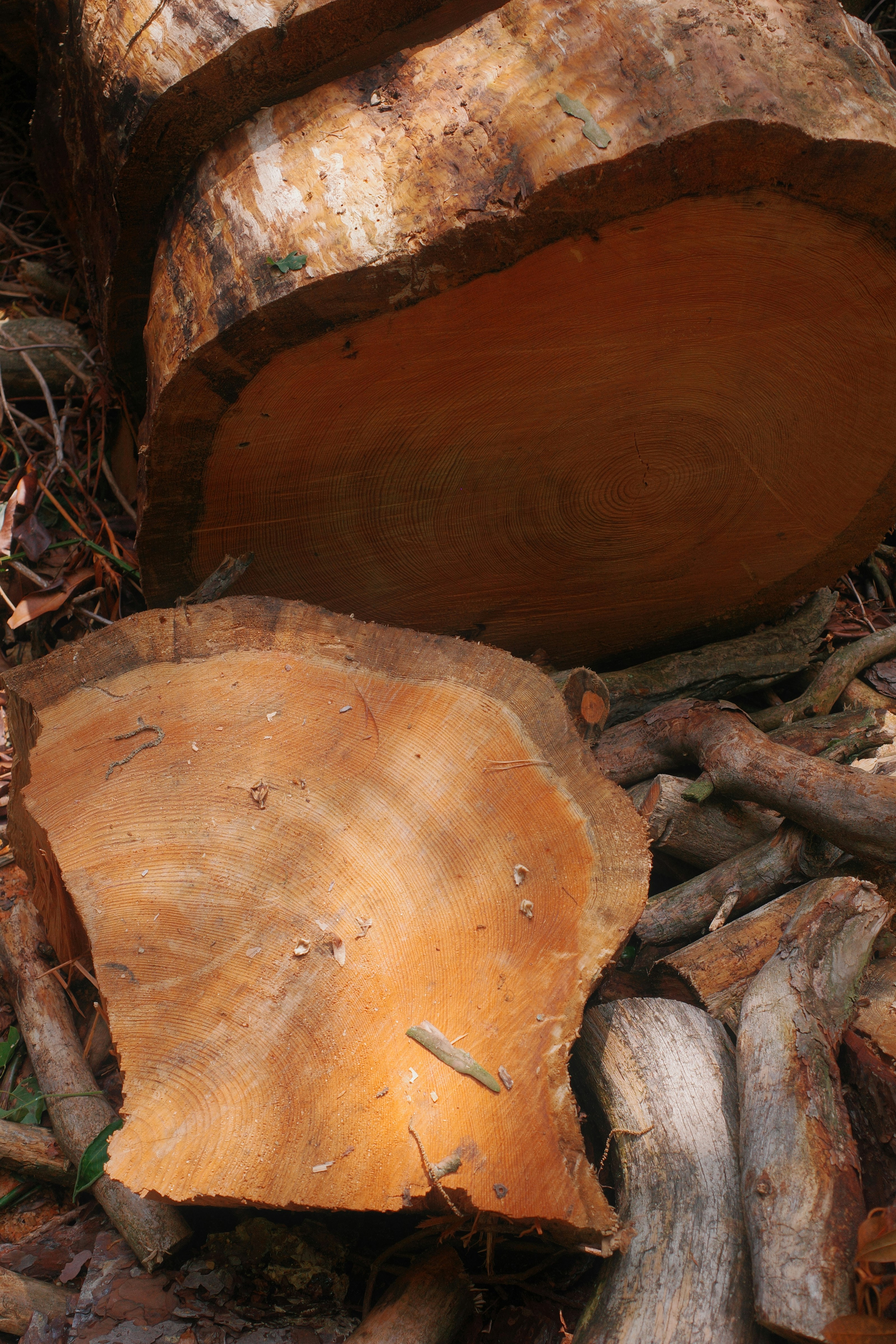 Photo by ilincaroman